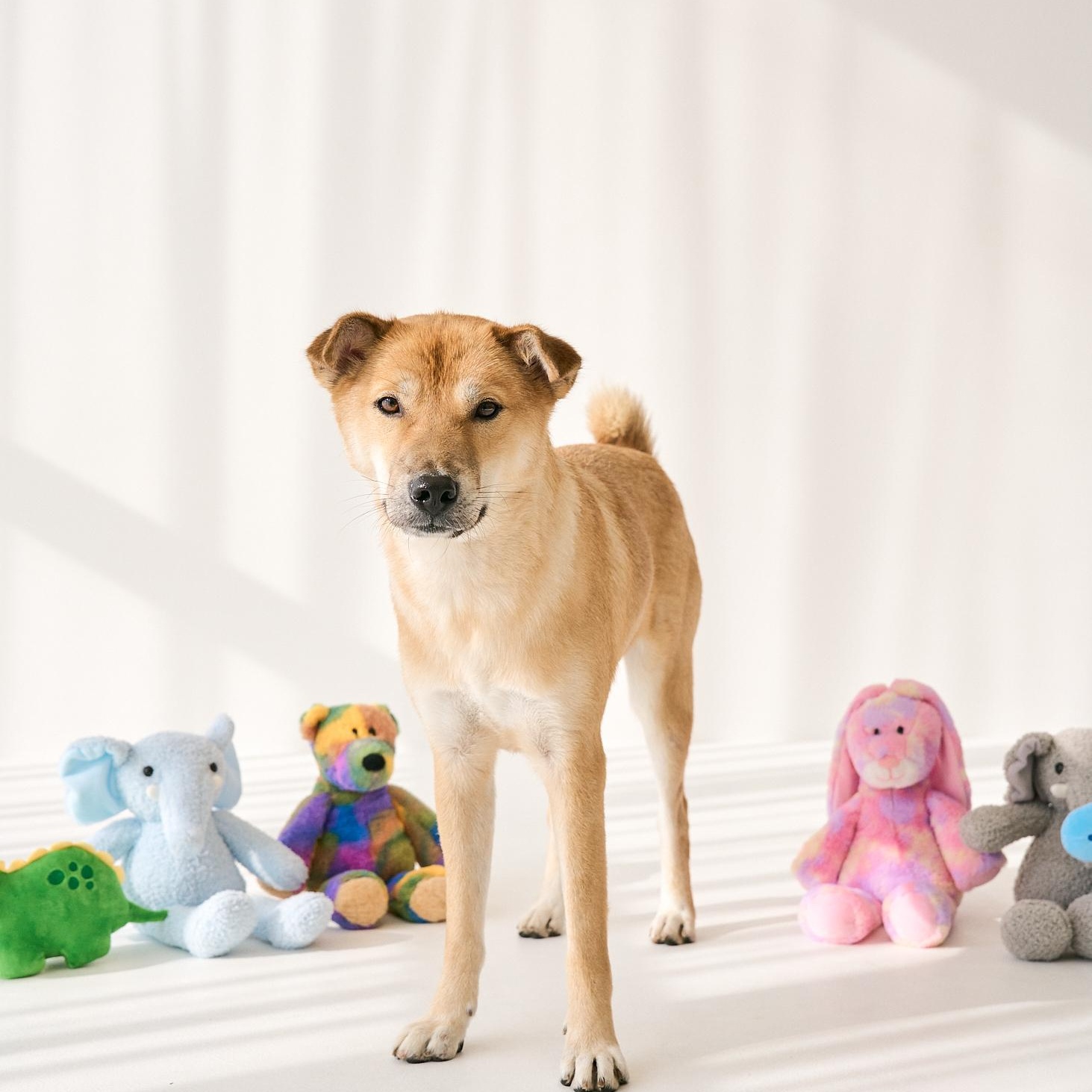 BONGGU, a Adoptable mixed breed in Centreville, VA image 2/6