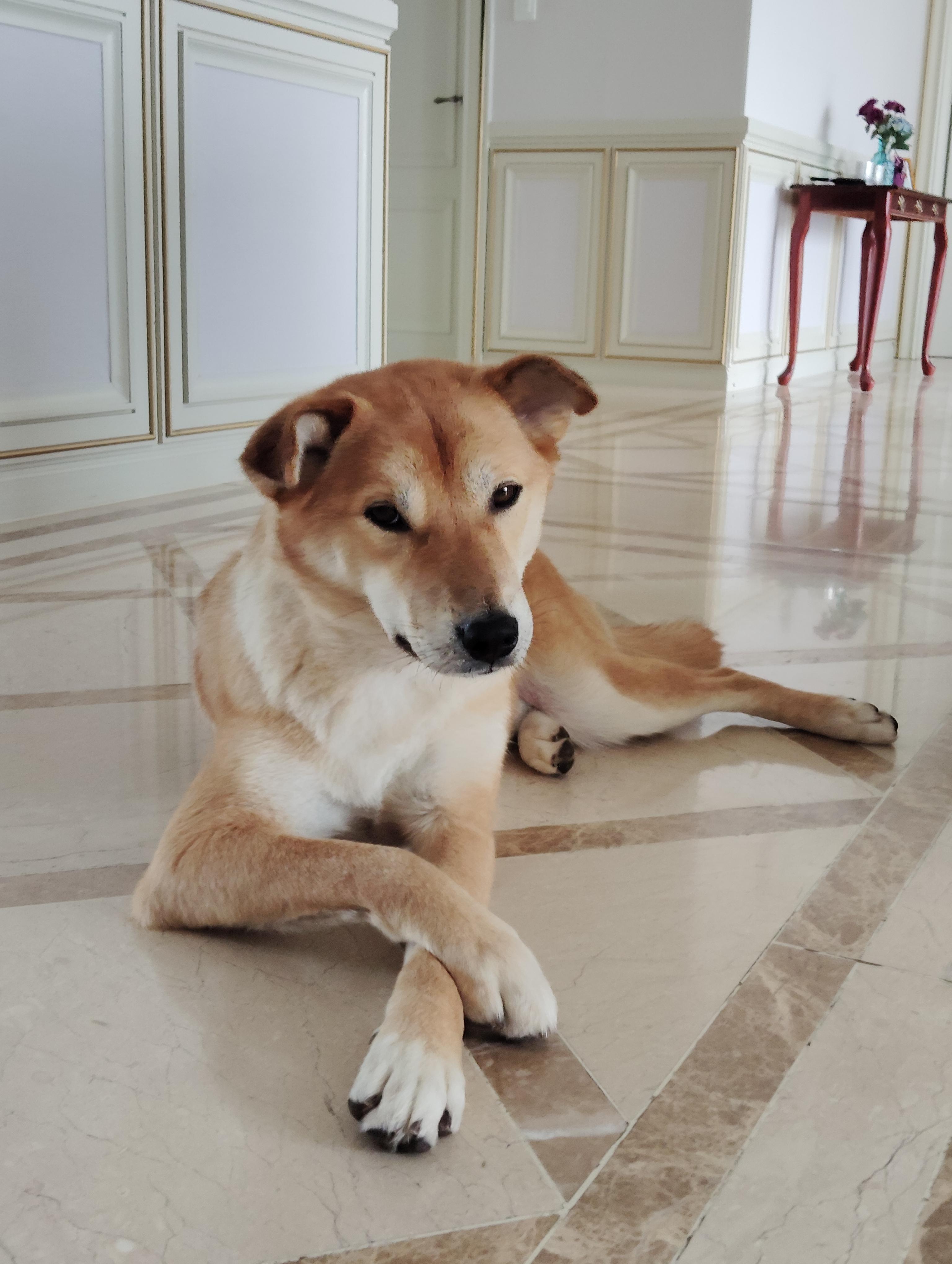 BONGGU, a Adoptable mixed breed in Centreville, VA image 3/6