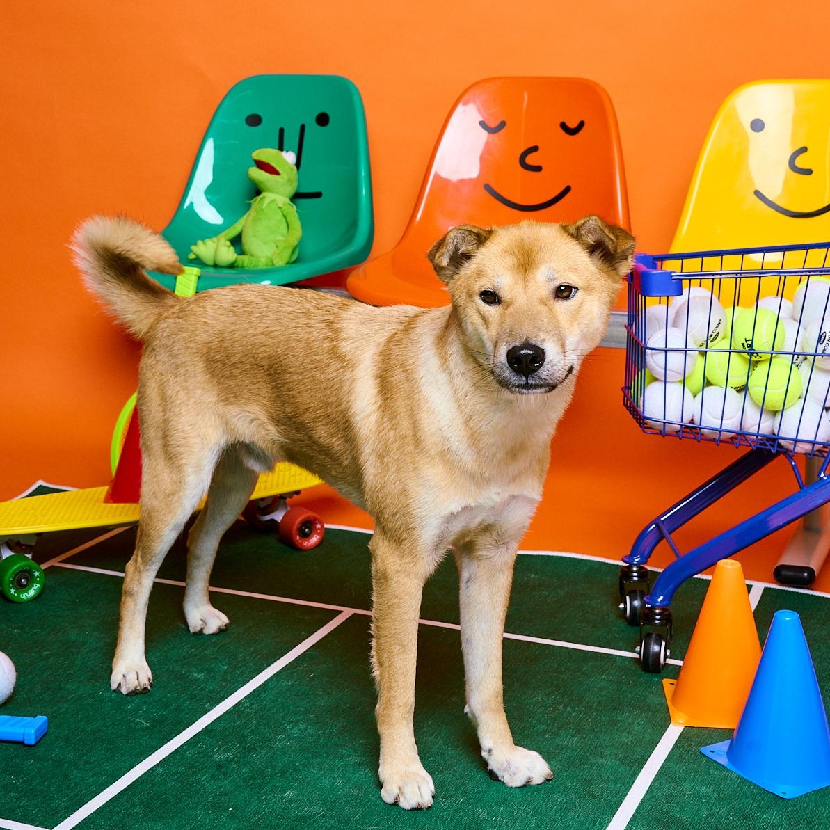 BONGGU, Adoptable, Young Male Jindo.