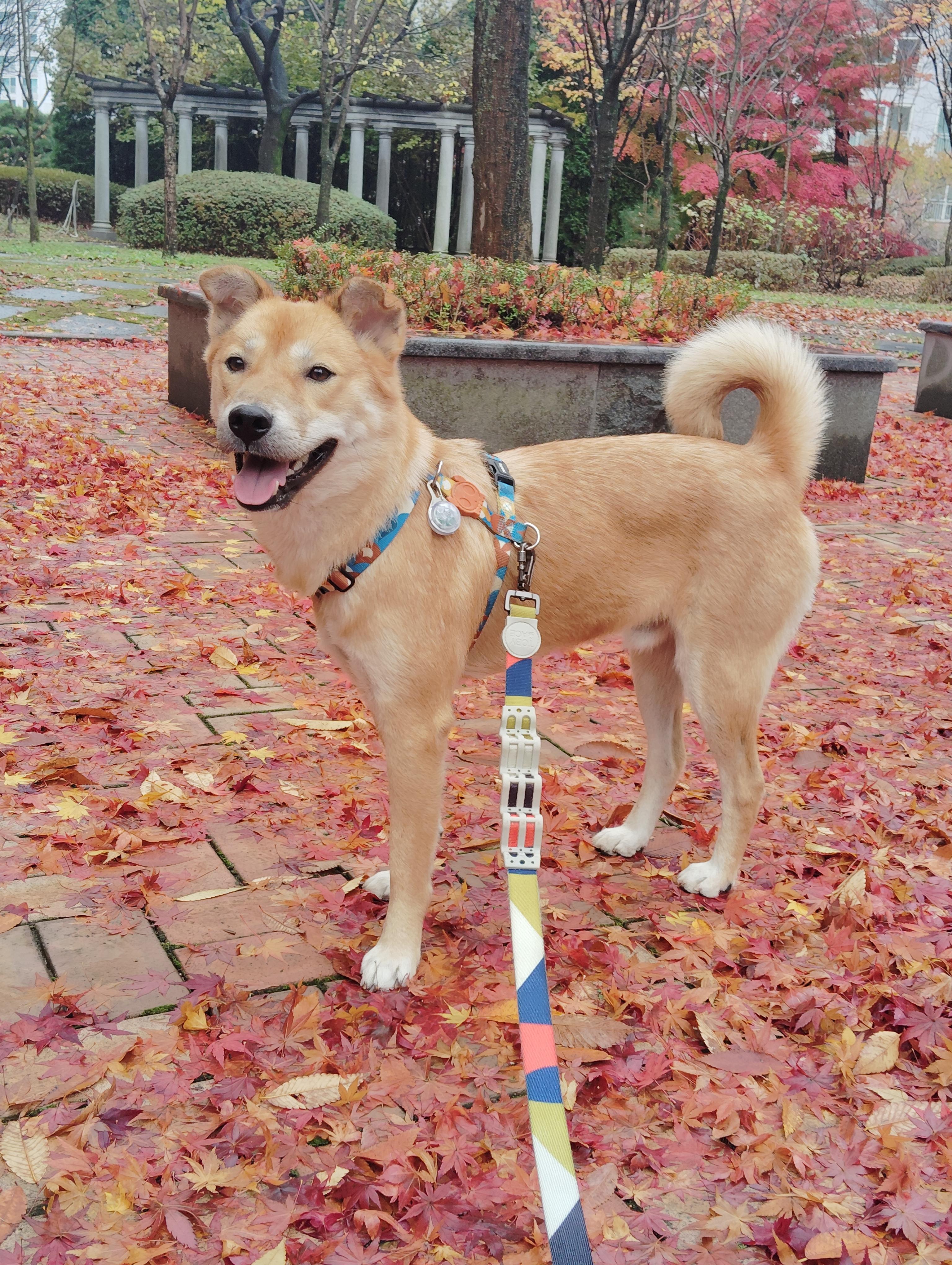 BONGGU, a Adoptable mixed breed in Centreville, VA image 4/6