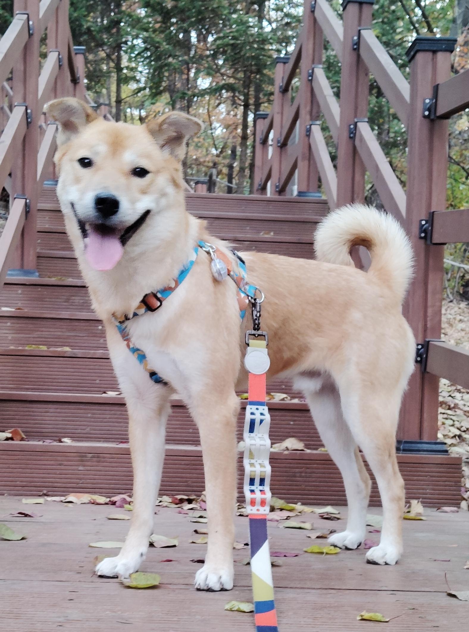 BONGGU, a Adoptable mixed breed in Centreville, VA image 5/6