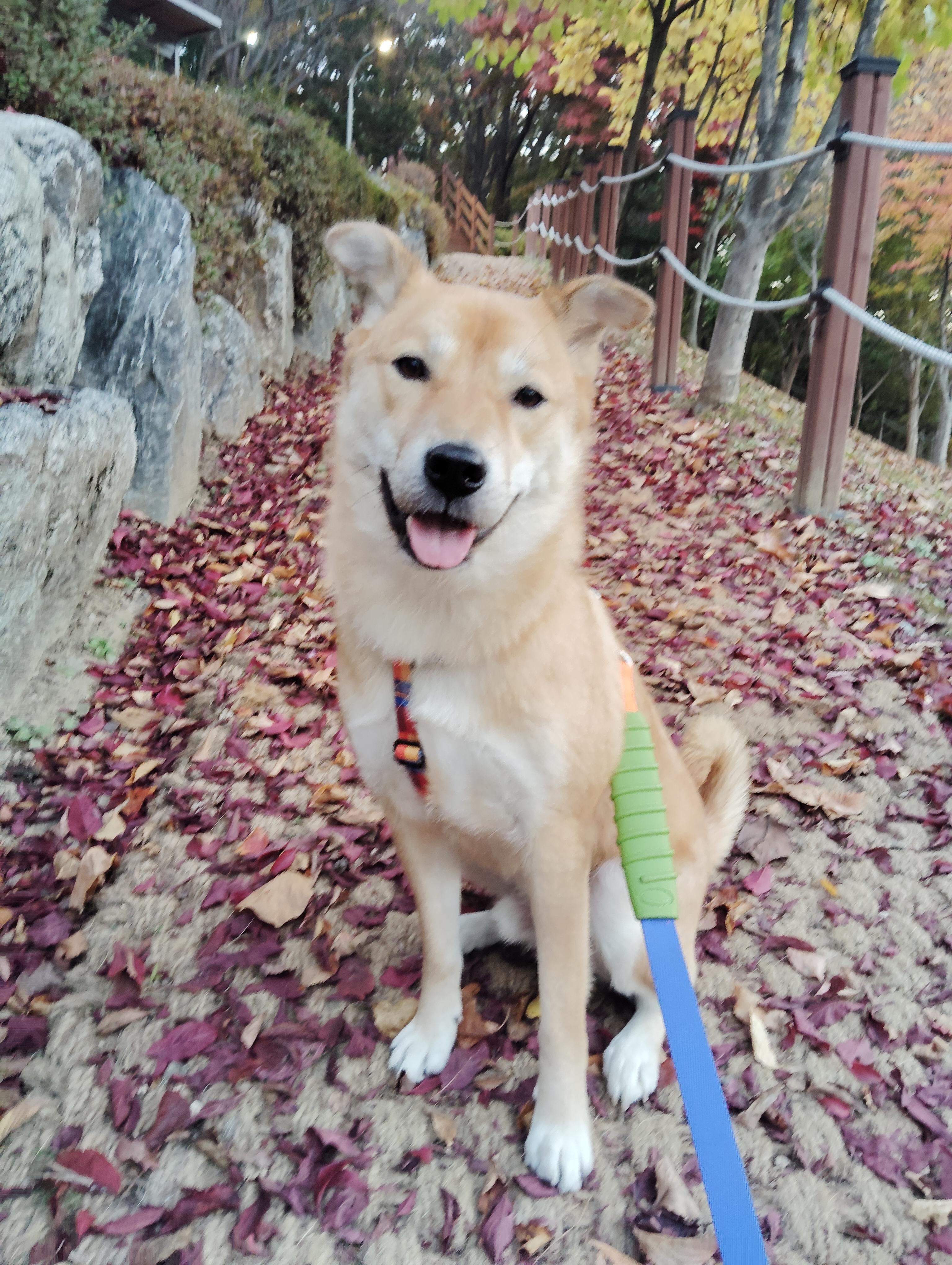 BONGGU, a Adoptable mixed breed in Centreville, VA image 6/6