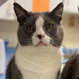 Loki, an adoptable Domestic Short Hair in Centralia, IL, 62801 | Photo Image 1