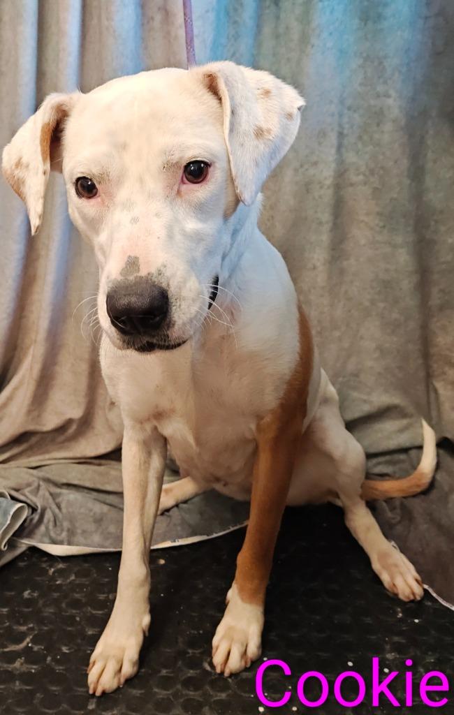 Cookie, Adoptable, Young Female Pit Bull Terrier & Labrador Retriever.