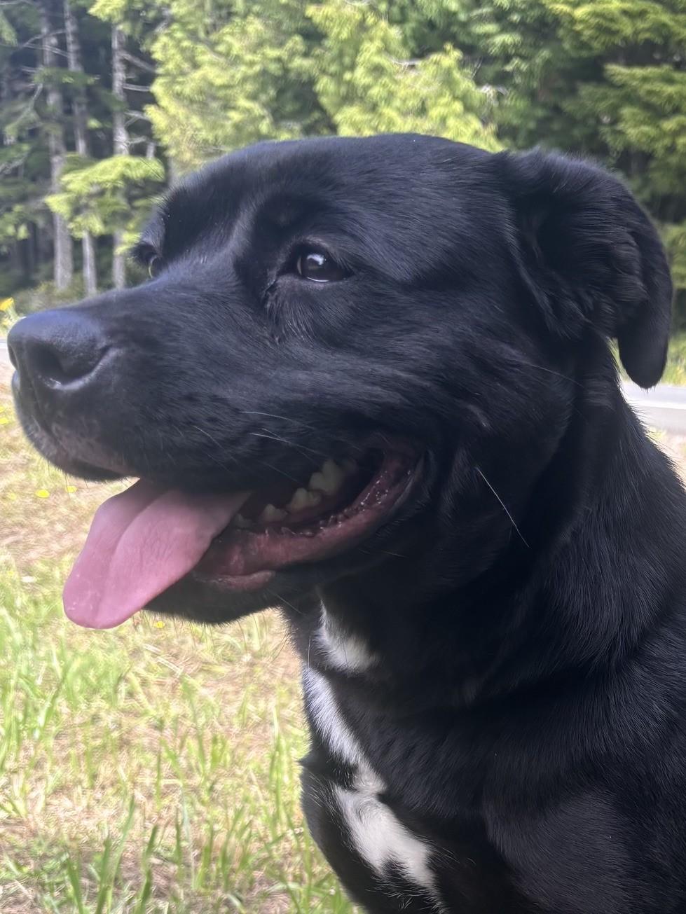 Enlarge Bonnie, a Adopted Pit Bull Terrier in Waldport, OR image 1/3