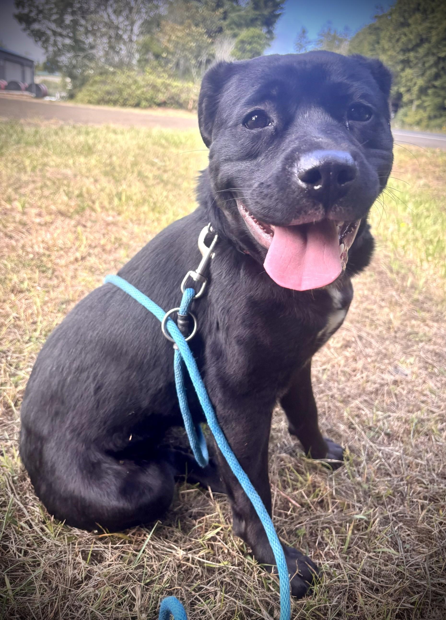 Enlarge Bonnie, a Adopted Pit Bull Terrier in Waldport, OR image 2/3