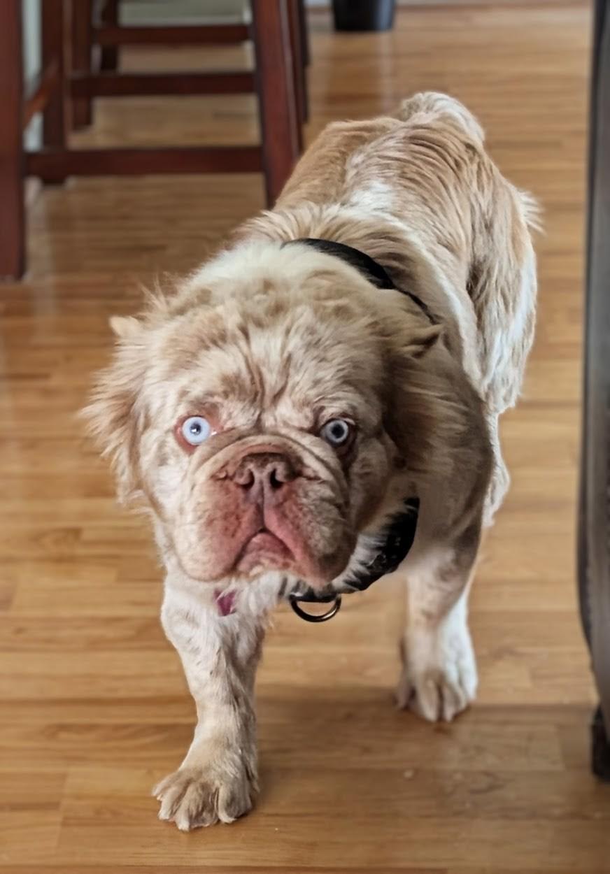 Enlarge Mugs - Phoenix area, an adopted French Bulldog in Mayer, AZ image 5/6