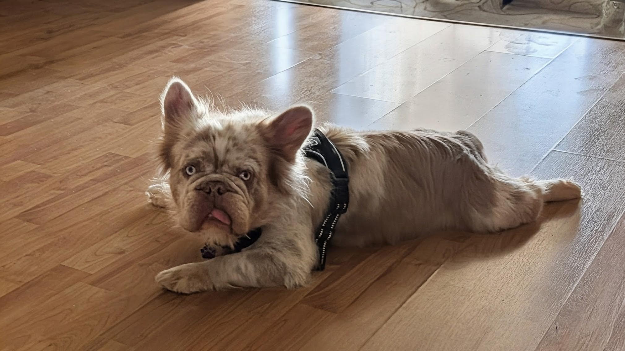 Enlarge Mugs - Phoenix area, an adopted French Bulldog in Mayer, AZ image 3/6