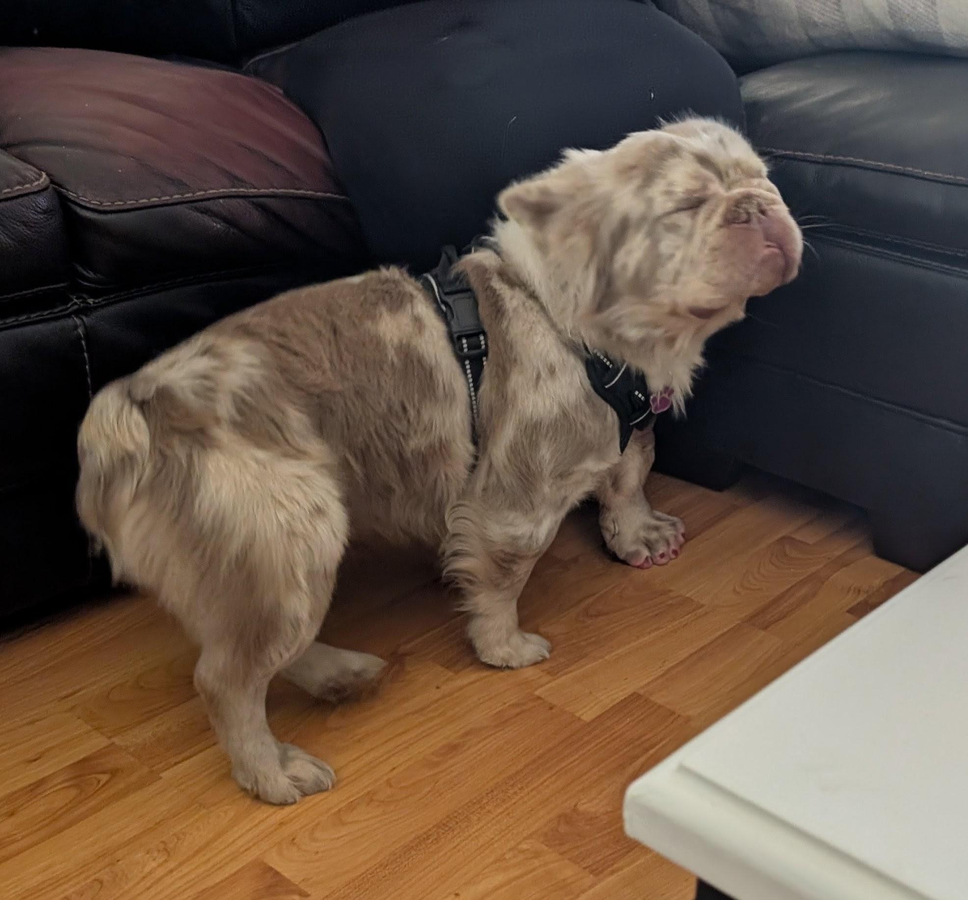 Enlarge Mugs - Phoenix area, an adopted French Bulldog in Mayer, AZ image 6/6