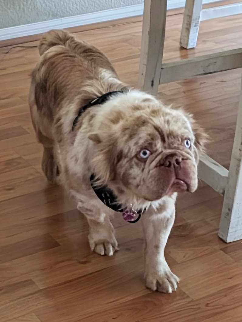 Enlarge Mugs - Phoenix area, an adopted French Bulldog in Mayer, AZ image 1/6