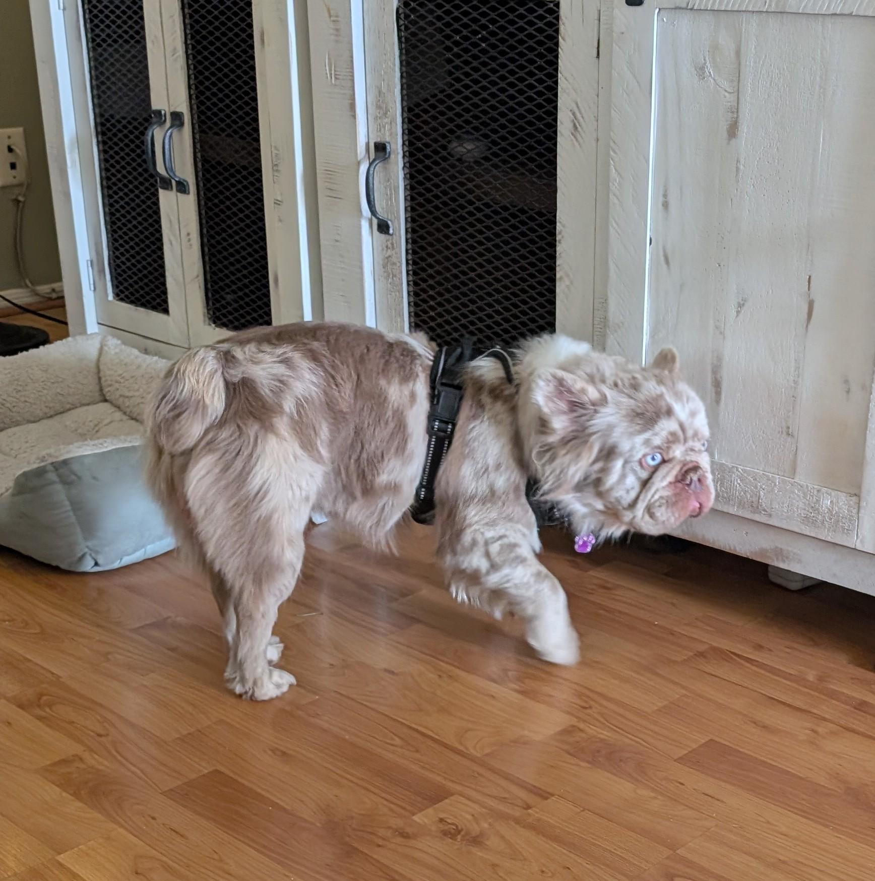 Enlarge Mugs - Phoenix area, an adopted French Bulldog in Mayer, AZ image 4/6