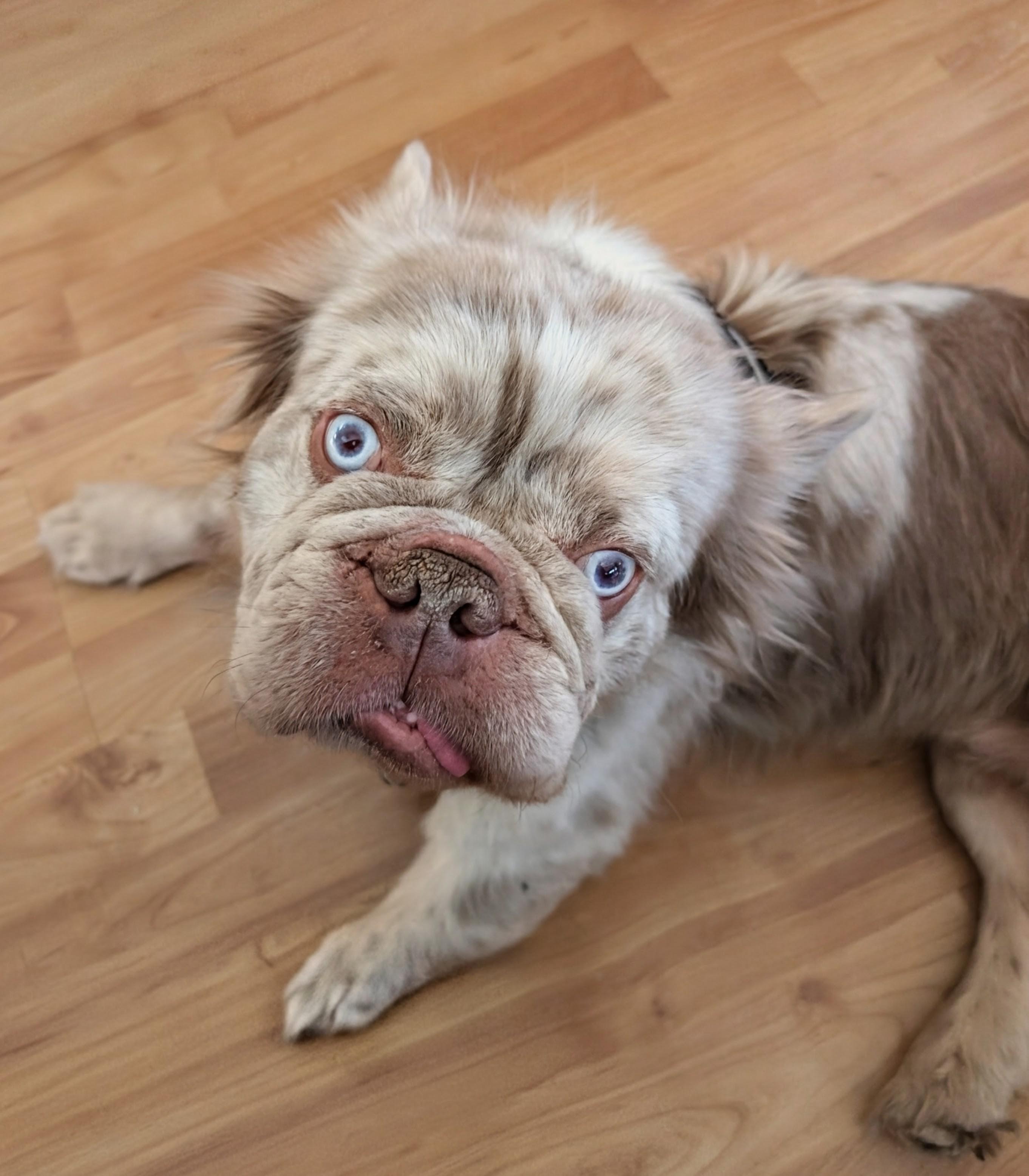 Enlarge Mugs - Phoenix area, an adopted French Bulldog in Mayer, AZ image 2/6