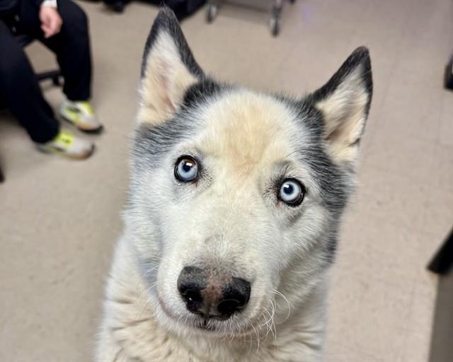 Enlarge BANDIT, a Adoptable Husky in Olathe, KS image 1/1