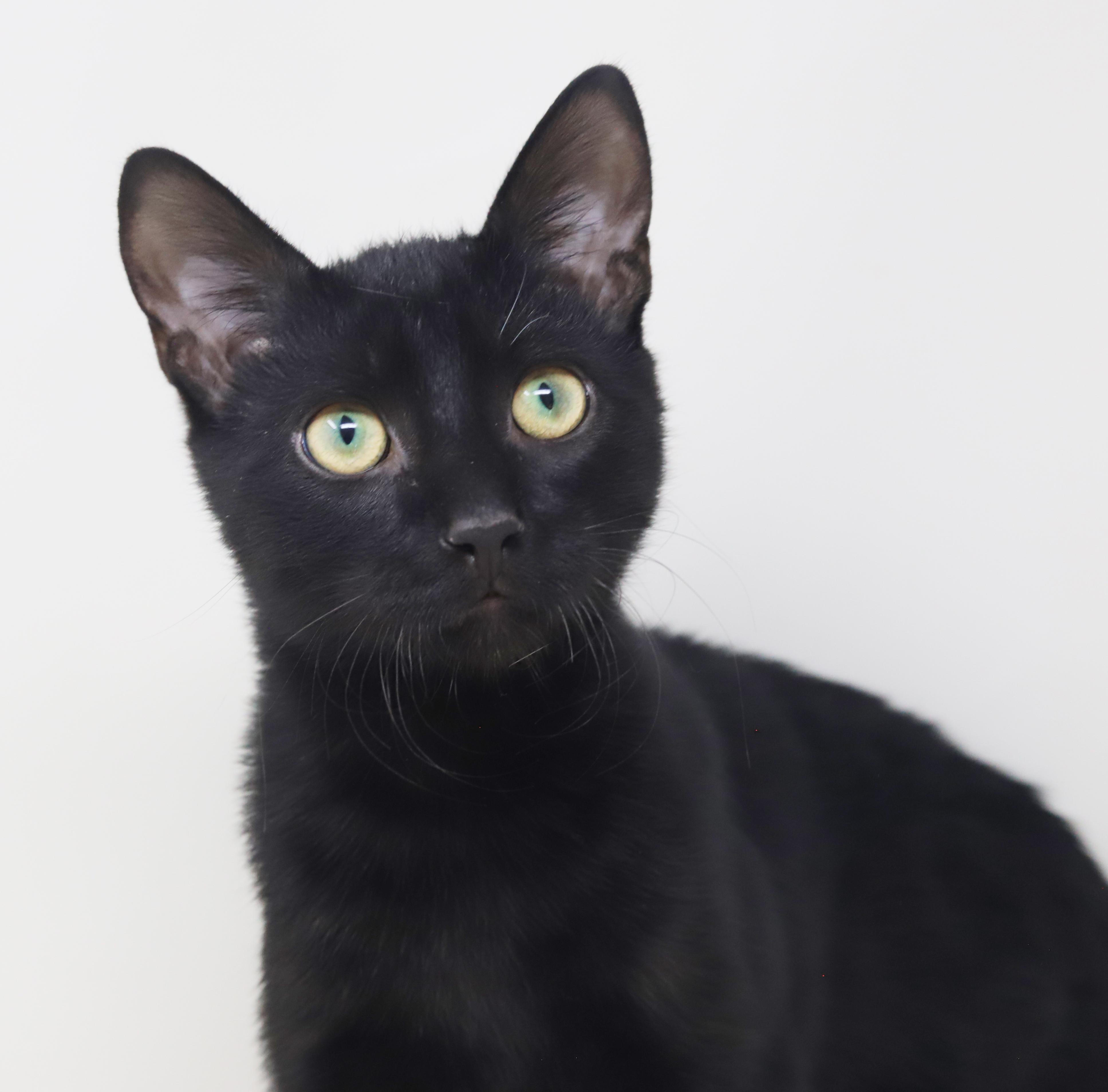 Maddox is A-MAZING - sweetest boy here!  THERAPY SNUGGLER, Adoptable, Kitten Male Bombay.