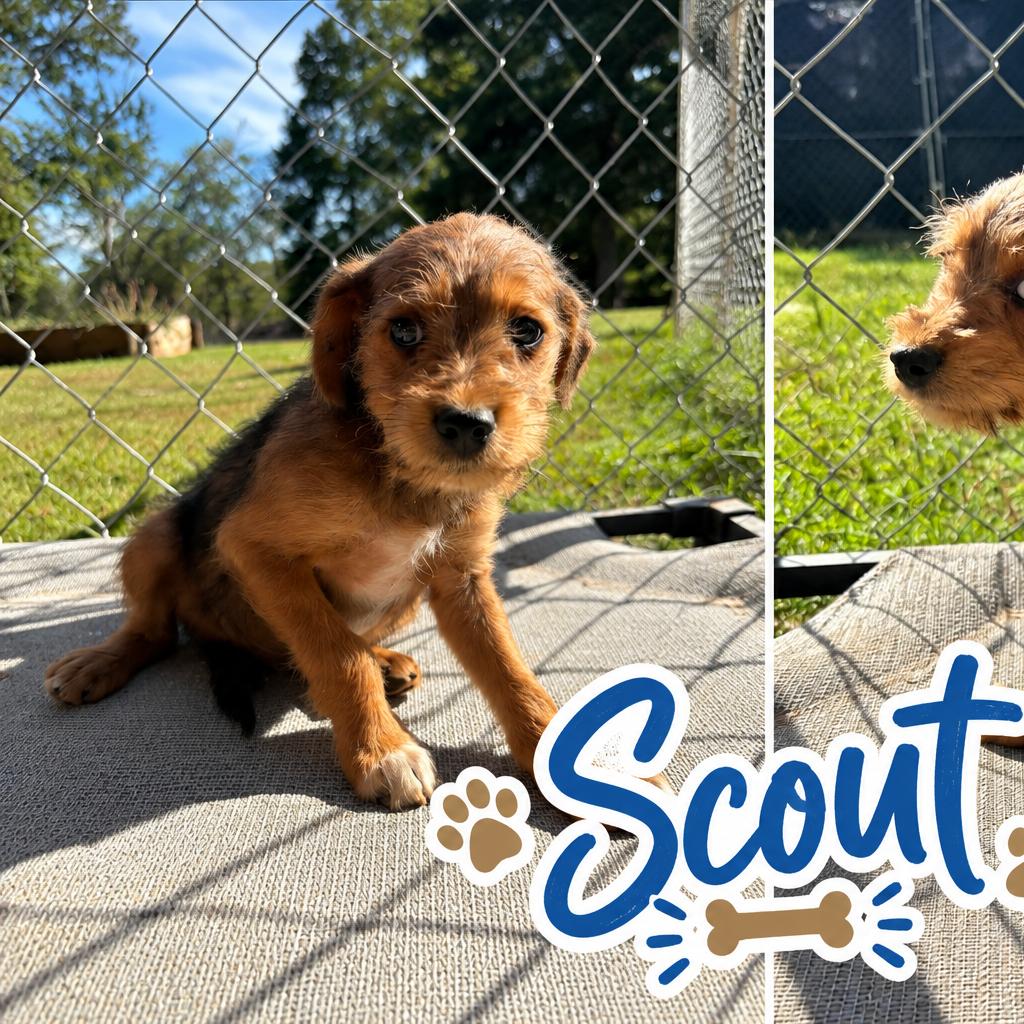 Enlarge Scout (in PA), a Adoptable mixed breed in Shoemakersville, PA image 1/1