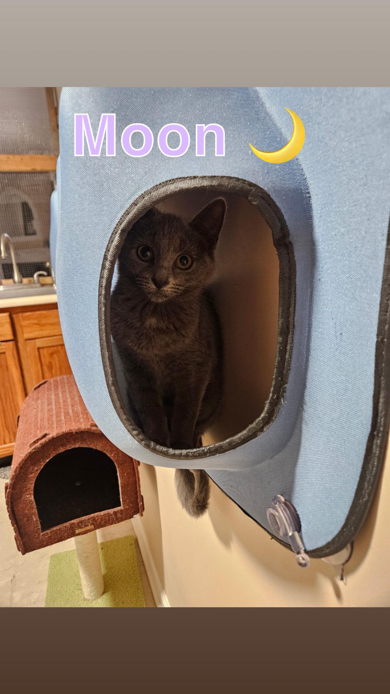 Galaxy kitten crew (females), a ADOPTABLE American Shorthair in West newton, PA image 4/4