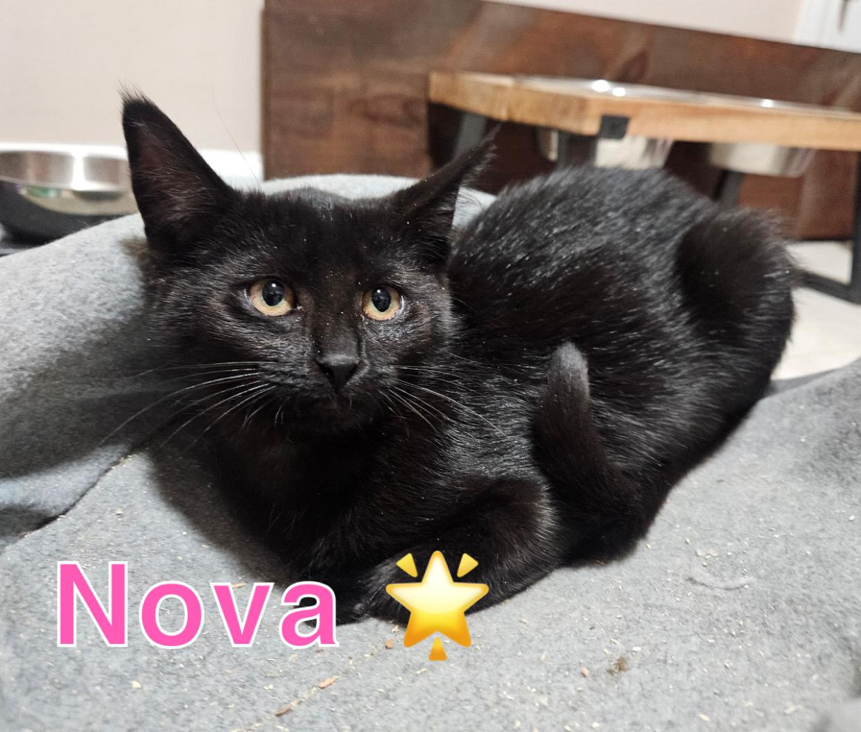 Galaxy kitten crew (females), a ADOPTABLE American Shorthair in West newton, PA image 2/4