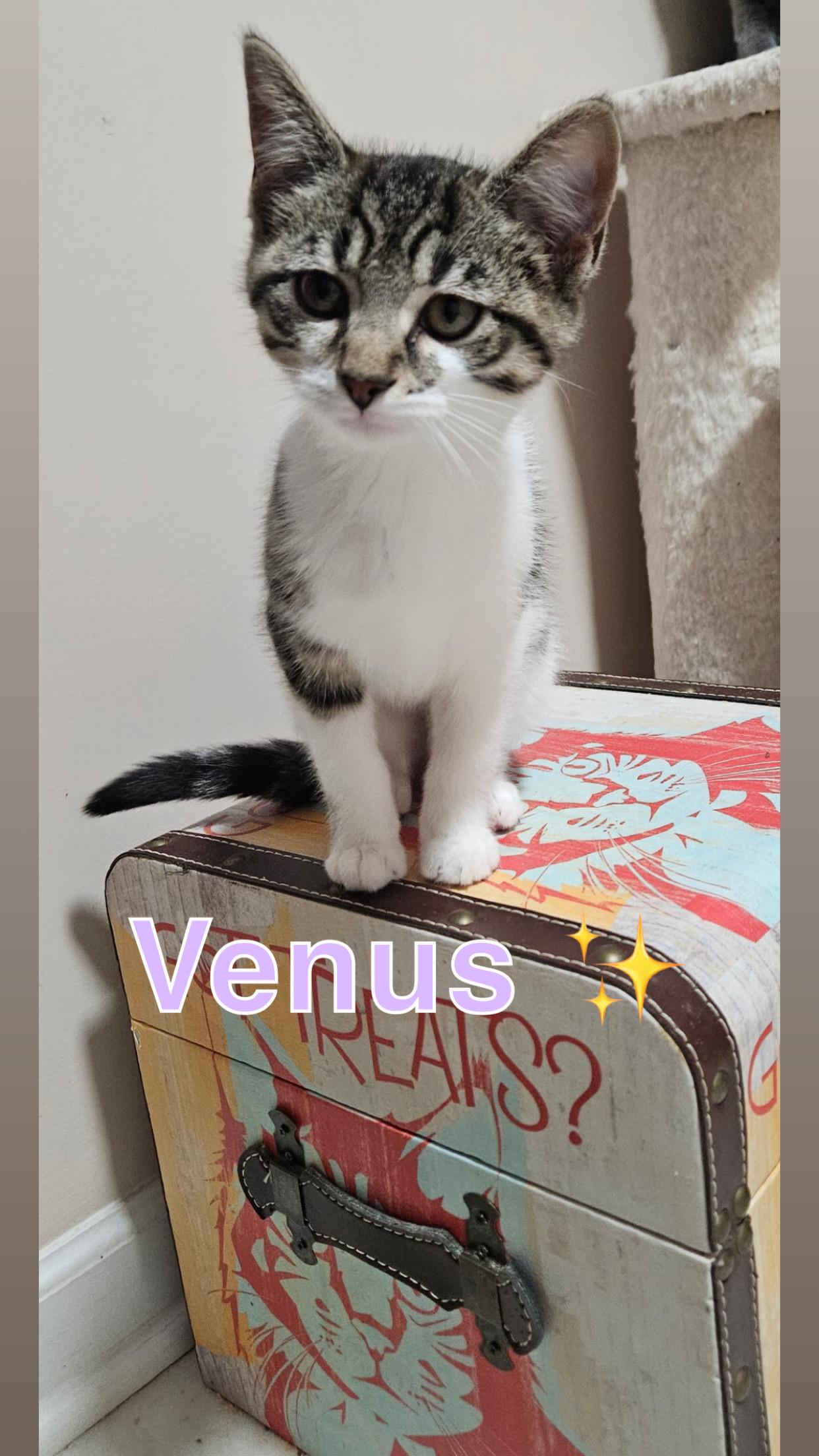Galaxy kitten crew (females), ADOPTABLE, Kitten Female American Shorthair.