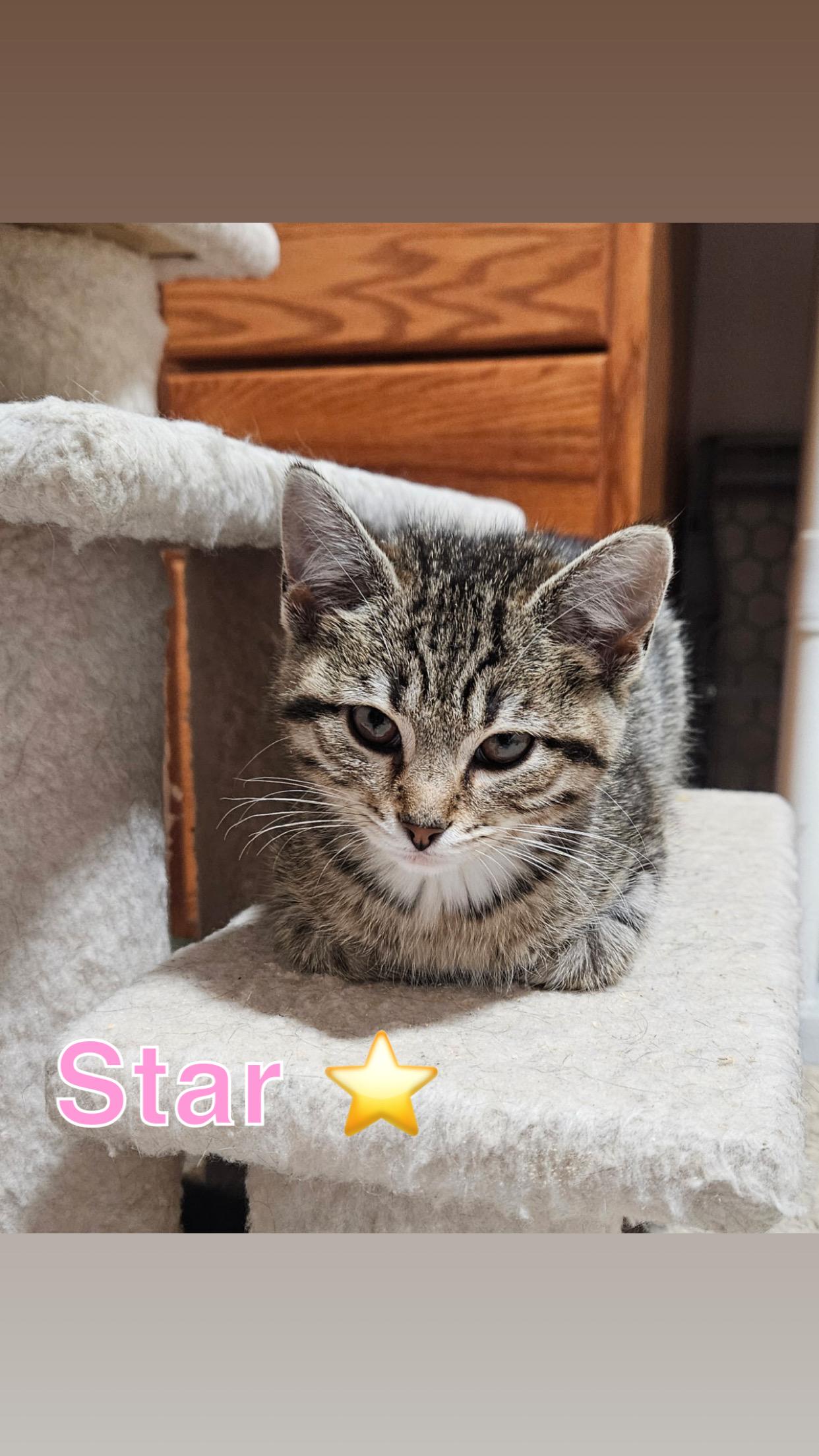 Galaxy kitten crew (females), a ADOPTABLE American Shorthair in West newton, PA image 3/4