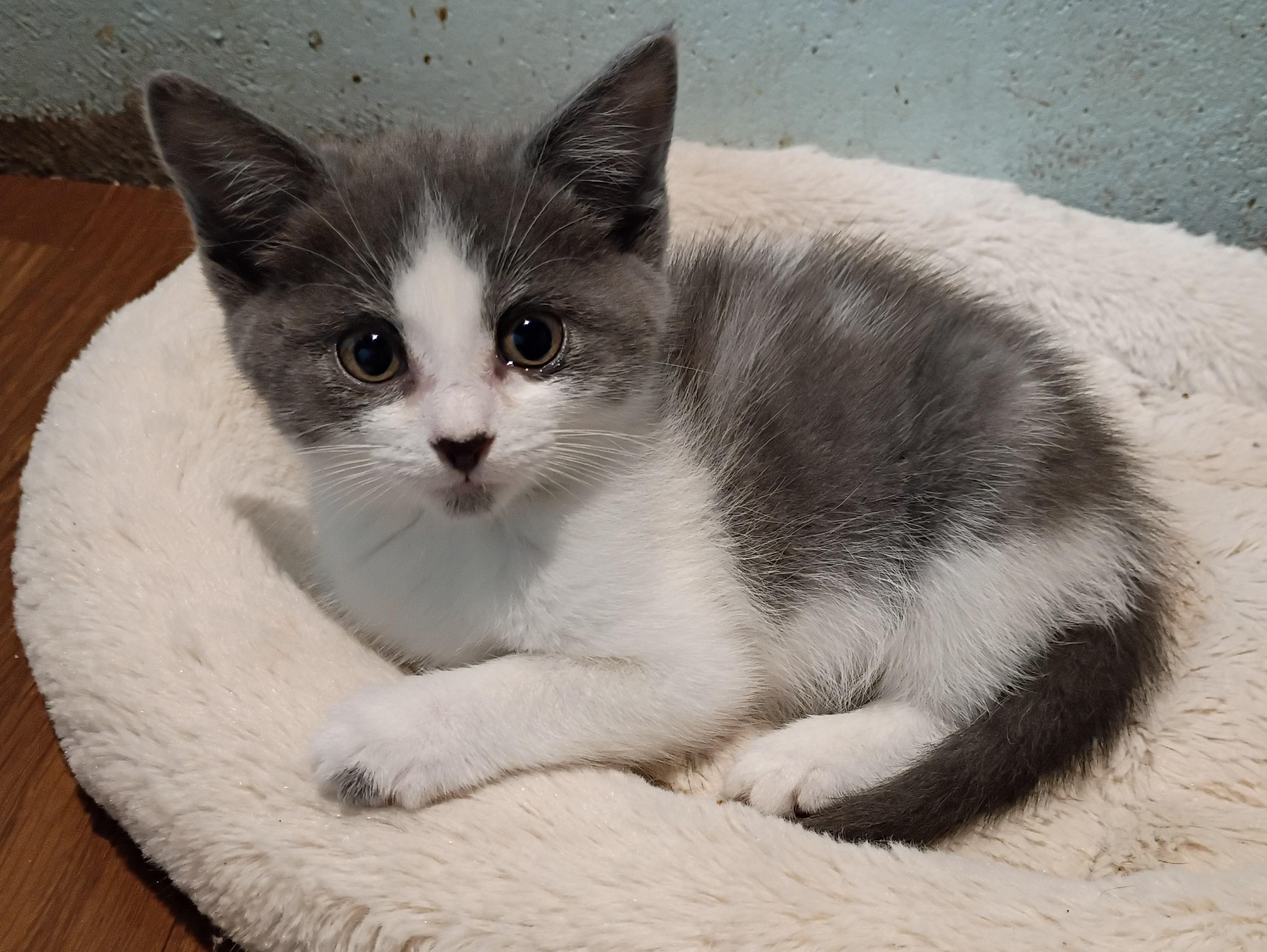 Jansport- bonded with Expo