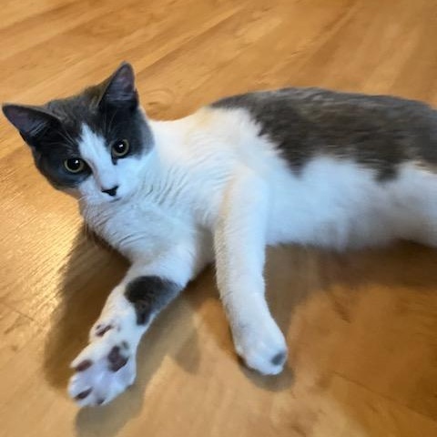 Enlarge Jansport, an adoptable mixed breed in Germansville, PA image 4/6