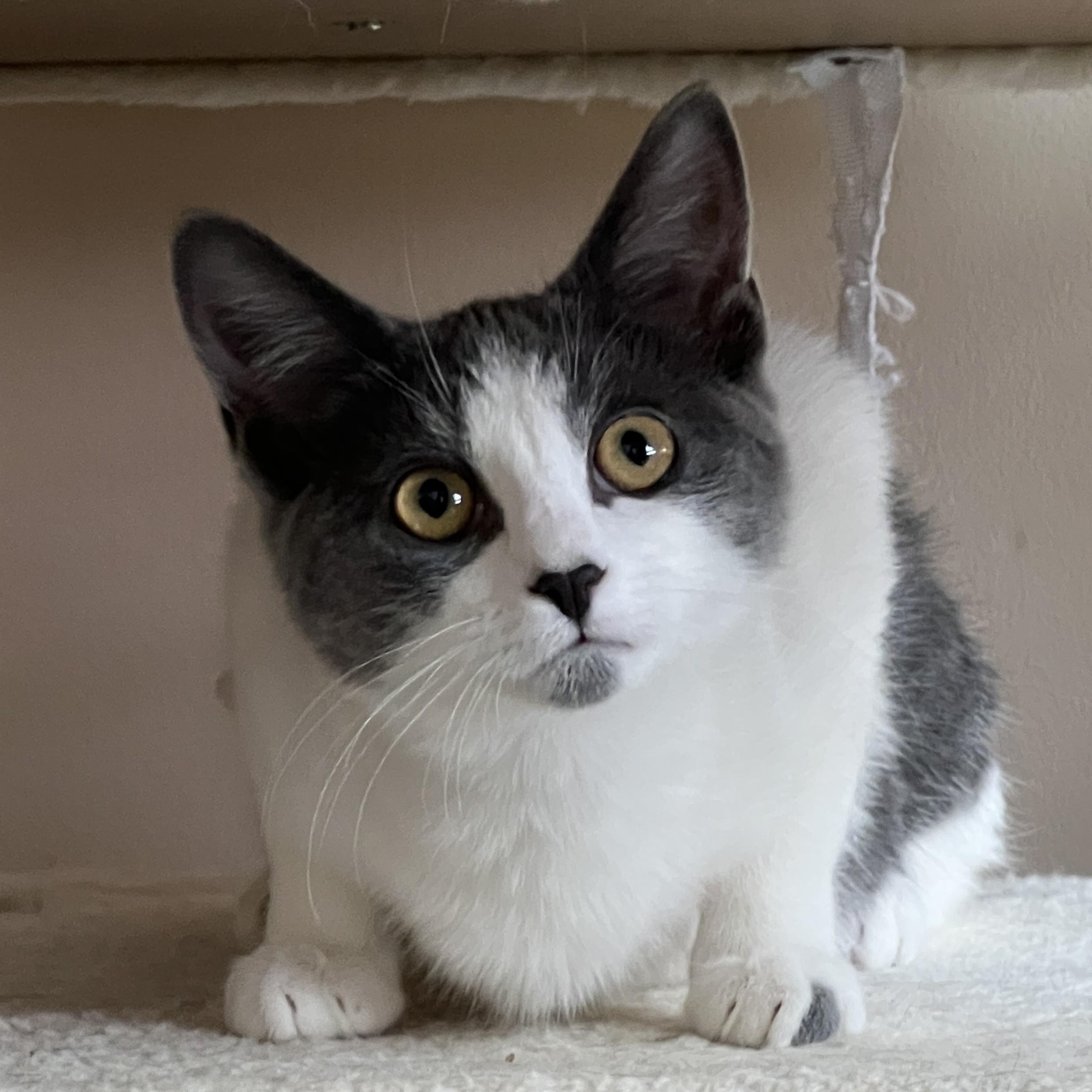 Enlarge Jansport, an adoptable mixed breed in Germansville, PA image 5/6