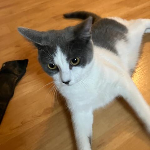 Enlarge Jansport, an adoptable mixed breed in Germansville, PA image 3/6