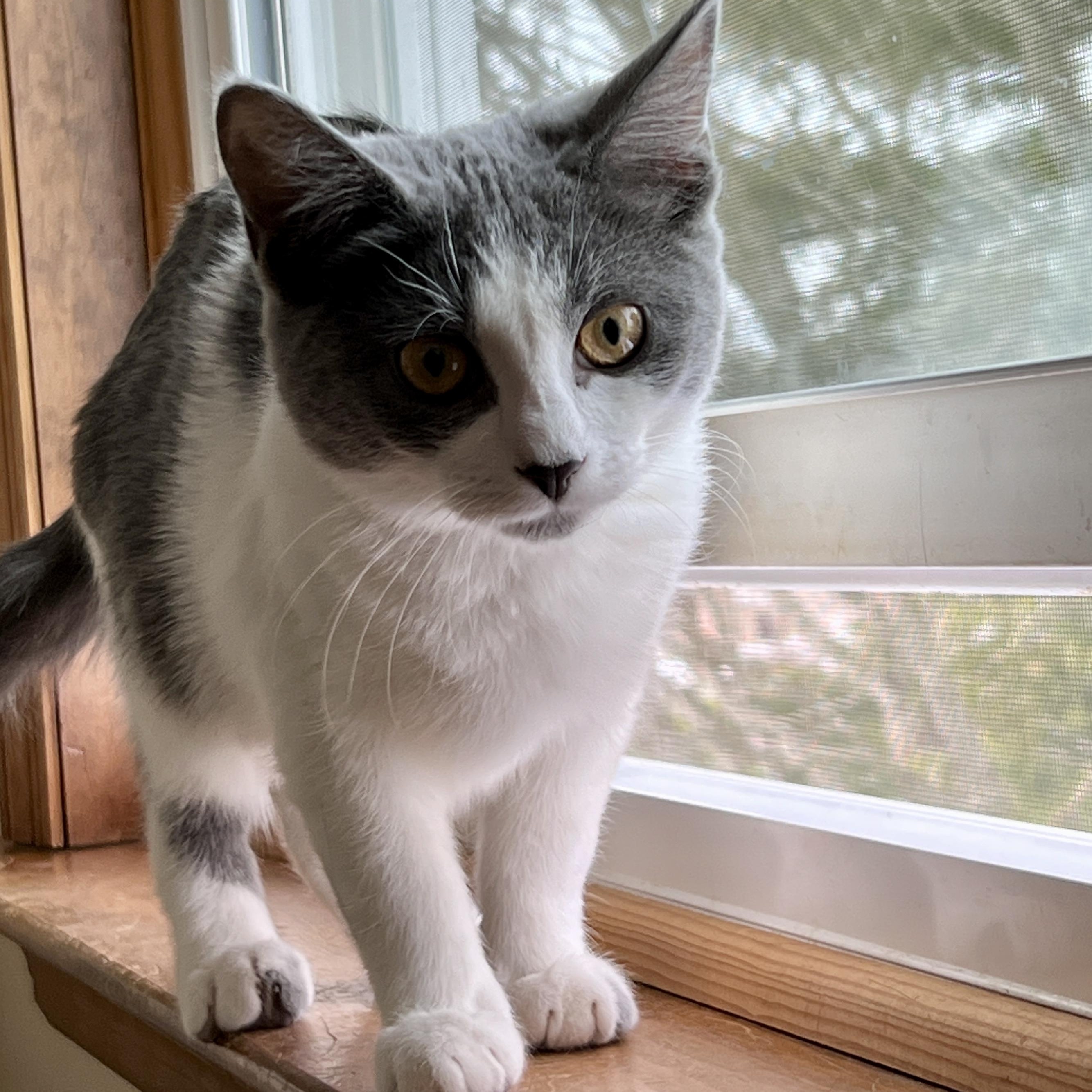 Enlarge Jansport, a Adoptable mixed breed in Germansville, PA image 3/5