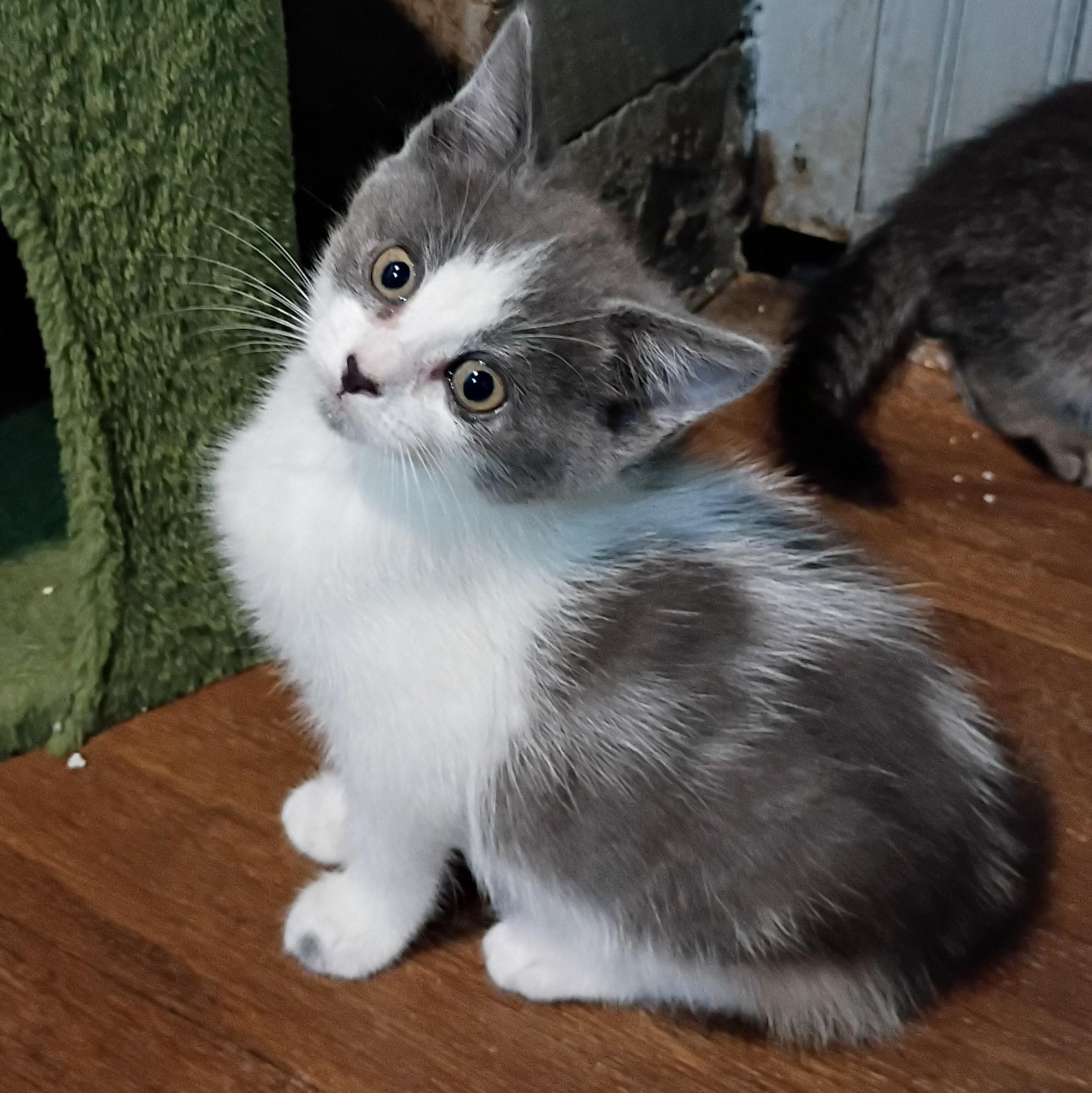 Enlarge Jansport, a Adoptable mixed breed in Germansville, PA image 2/5