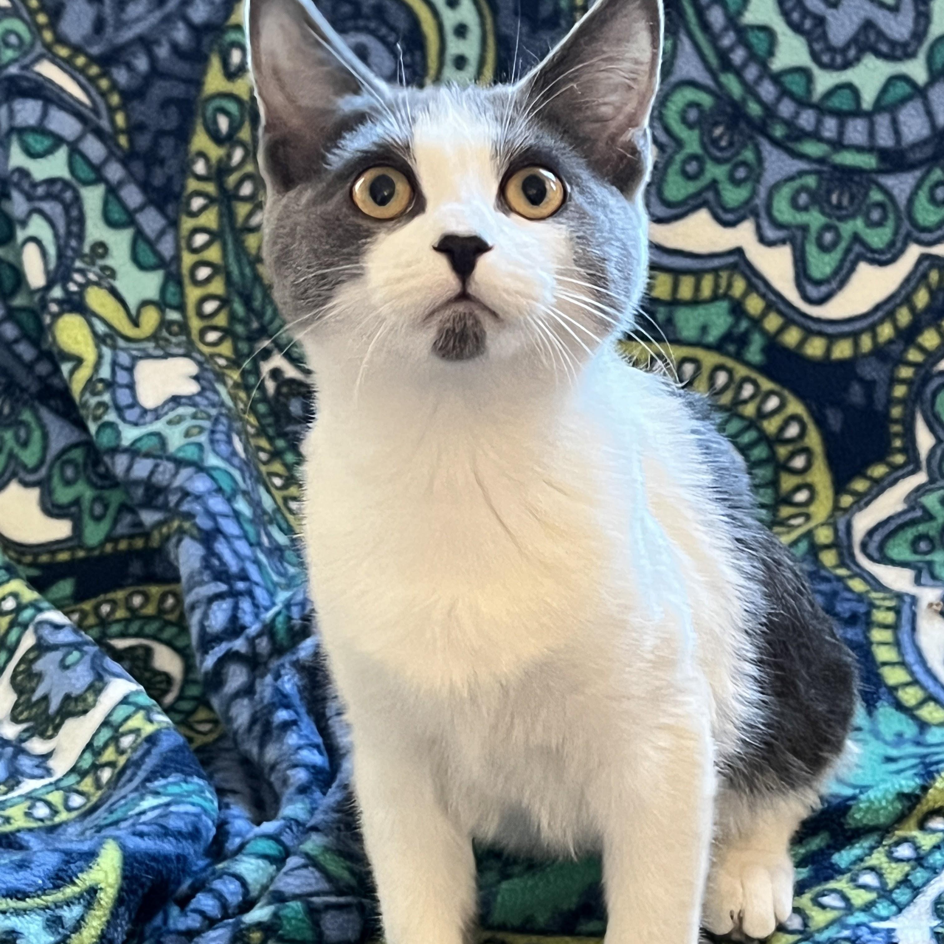 Jansport, adoptable, Young Female Domestic Short Hair & Tabby.