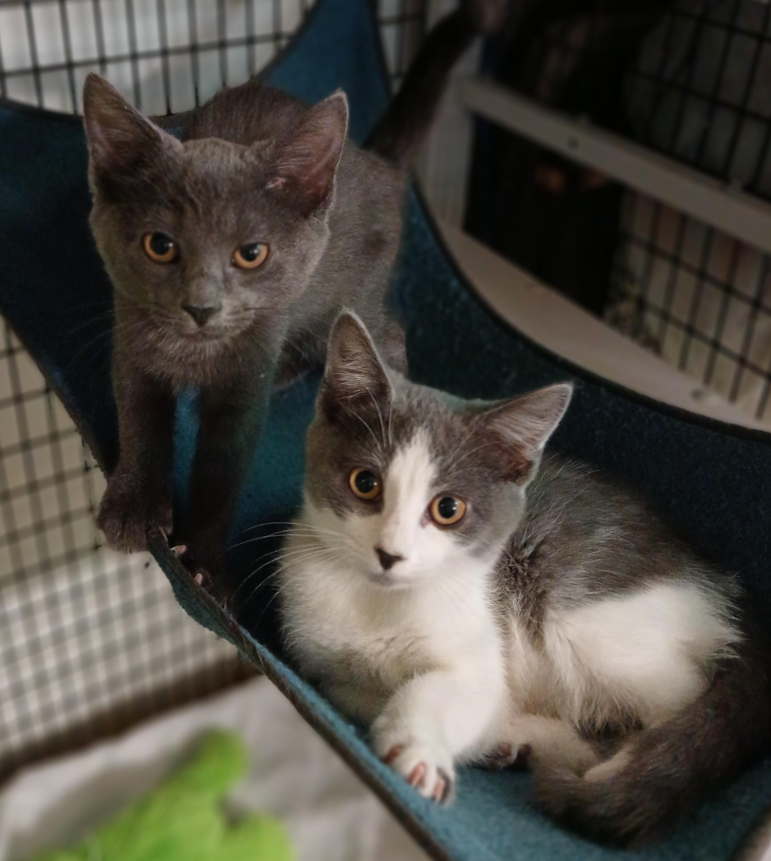 Jansport- bonded with Expo