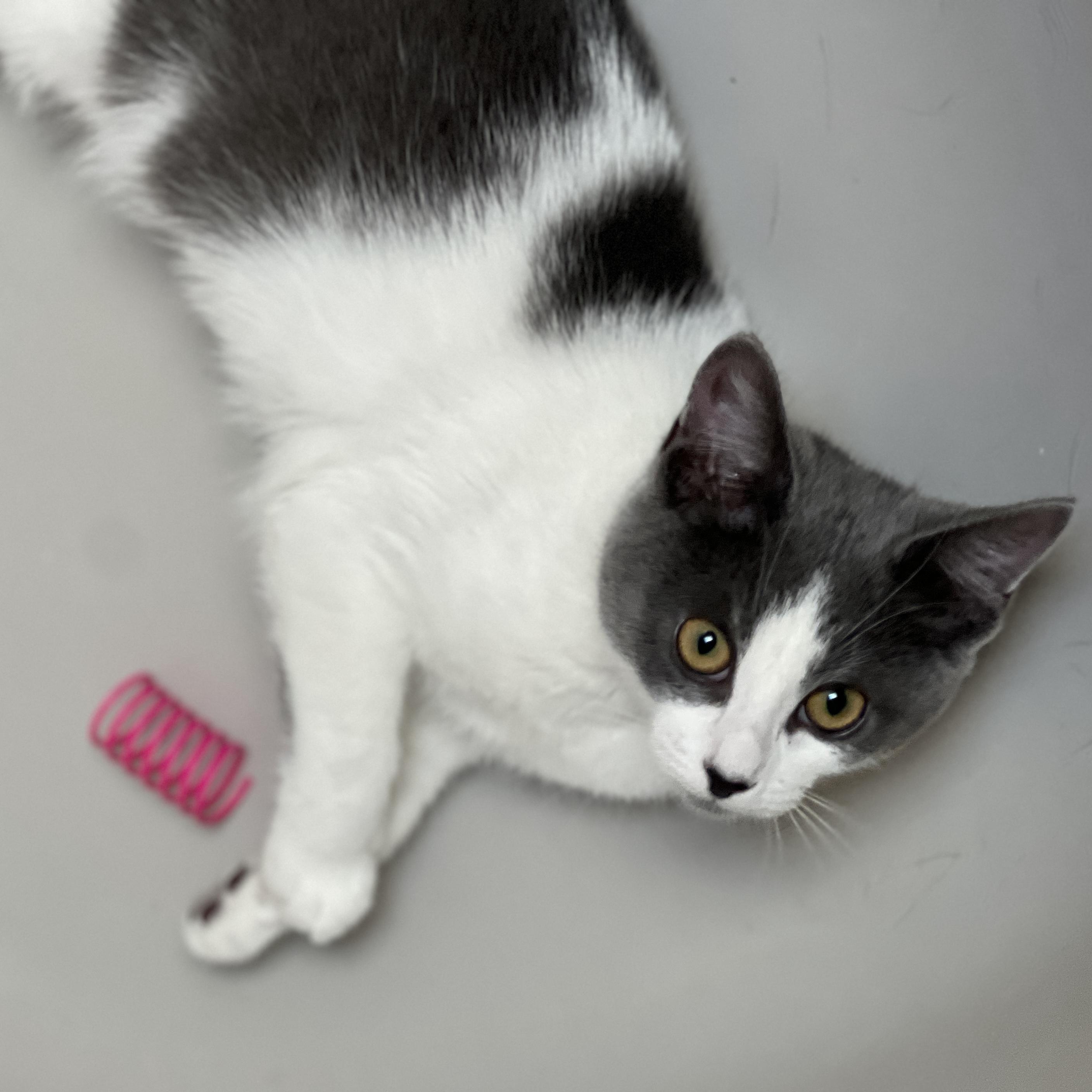 Enlarge Jansport, a Adoptable mixed breed in Germansville, PA image 4/5