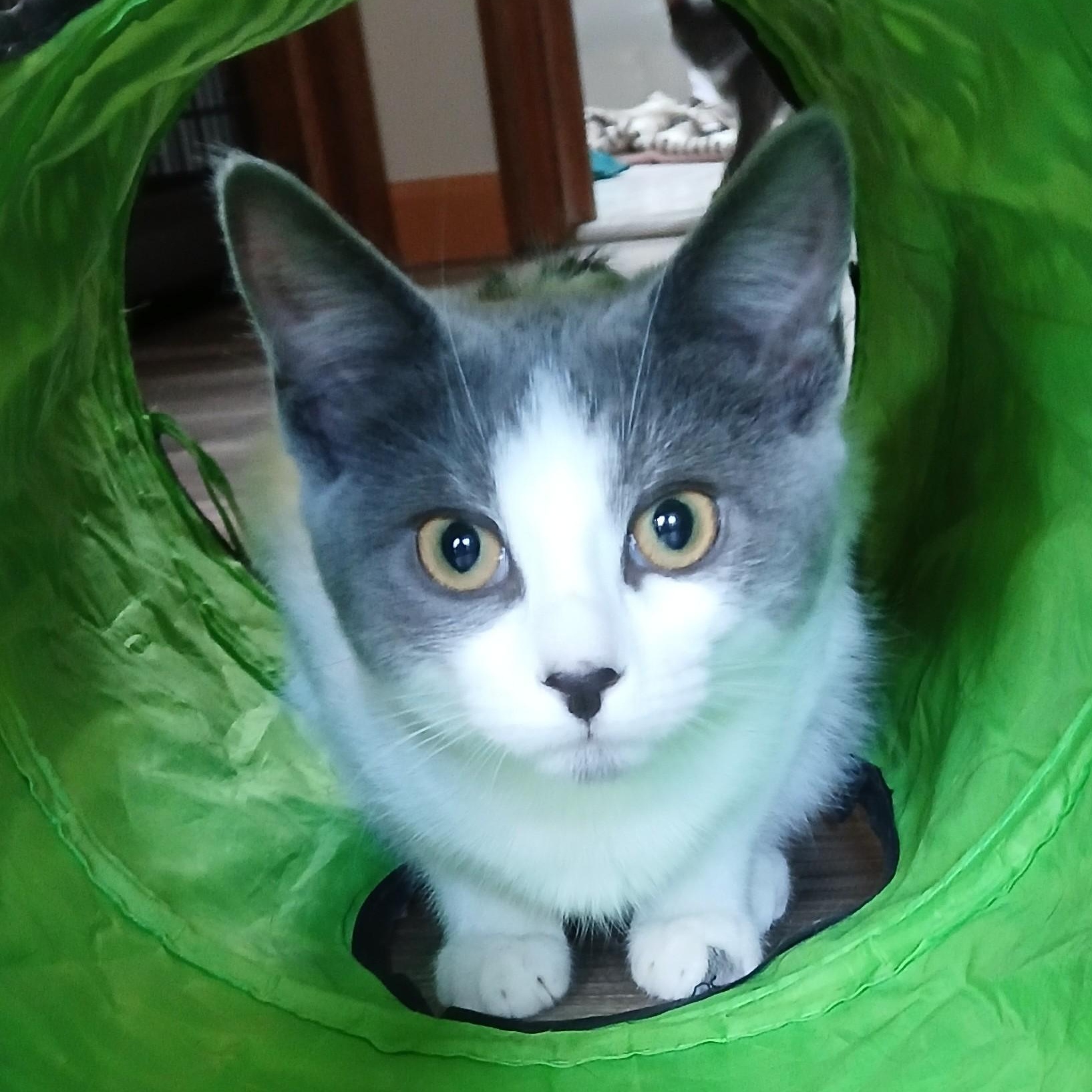 Jansport, Adoptable, Young Female Domestic Short Hair & Tabby.