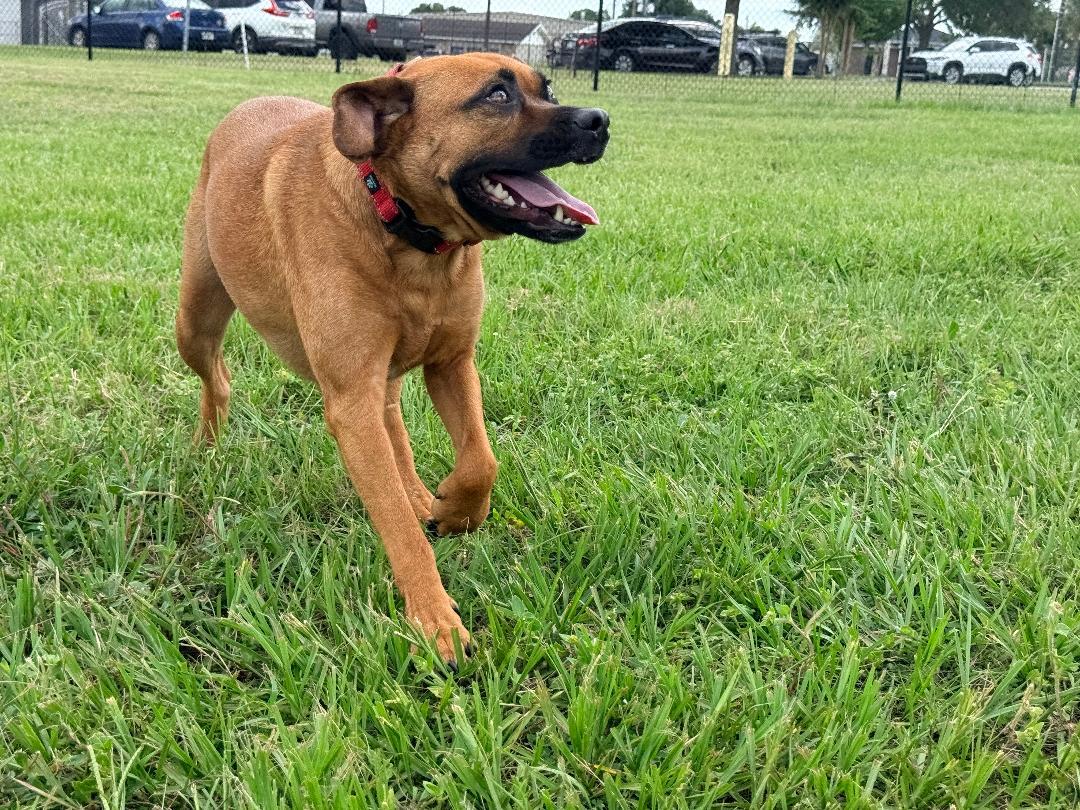 Jake, a ADOPTABLE Black Mouth Cur in Winter Haven, FL image 5/6