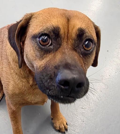Enlarge Jake, a ADOPTABLE Black Mouth Cur in Winter Haven, FL image 3/3