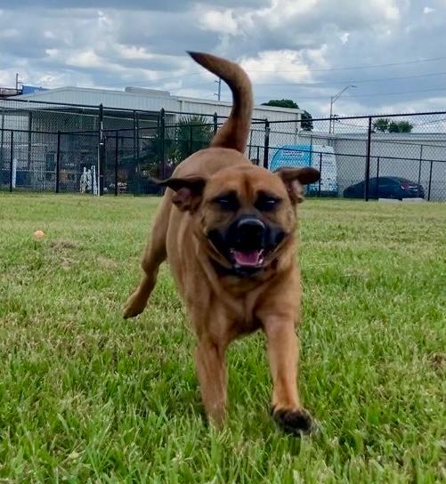 Jake, a ADOPTABLE Black Mouth Cur in Winter Haven, FL image 3/6
