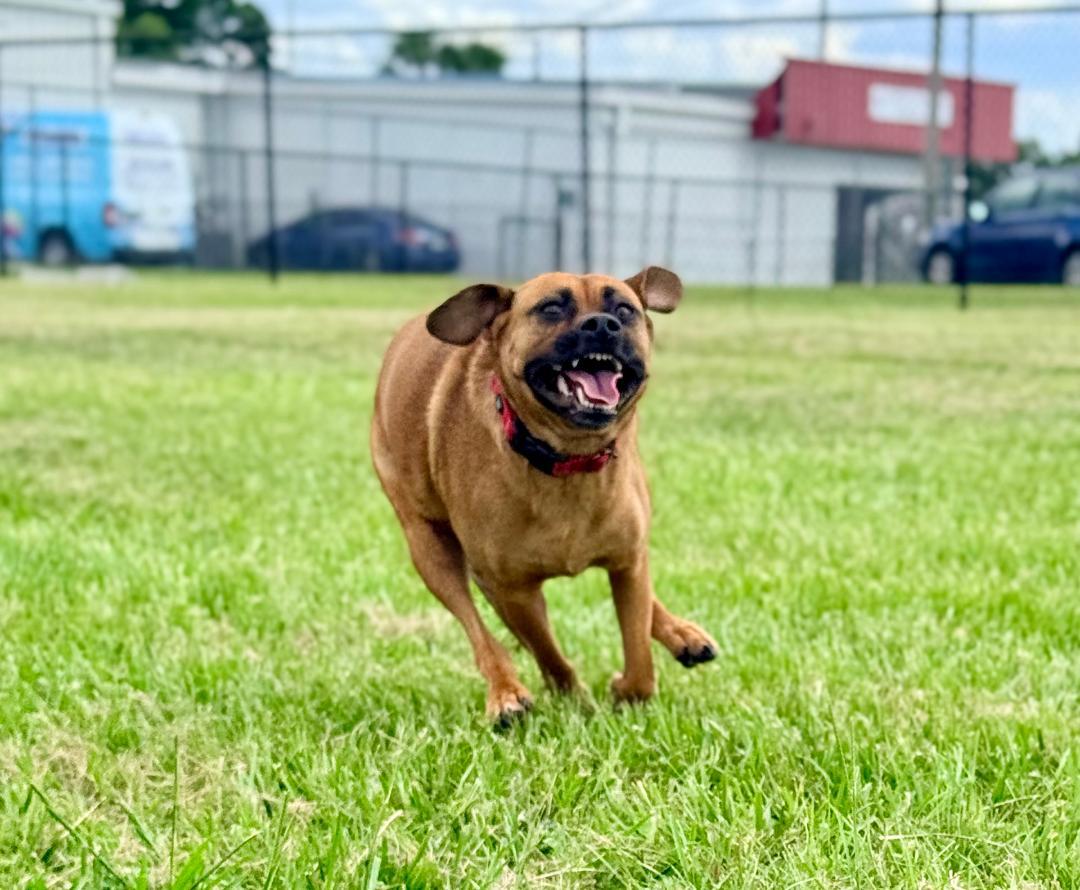 Jake, a ADOPTABLE Black Mouth Cur in Winter Haven, FL image 2/6