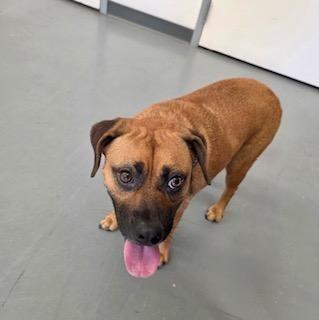 Enlarge Jake, a ADOPTABLE Black Mouth Cur in Winter Haven, FL image 2/3
