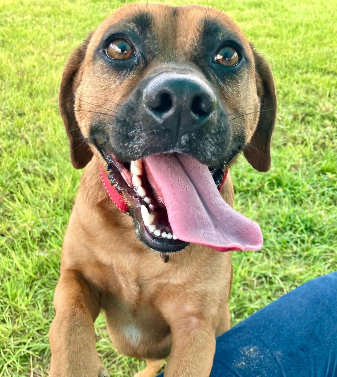 Jake, ADOPTABLE, Adult Male Black Mouth Cur.