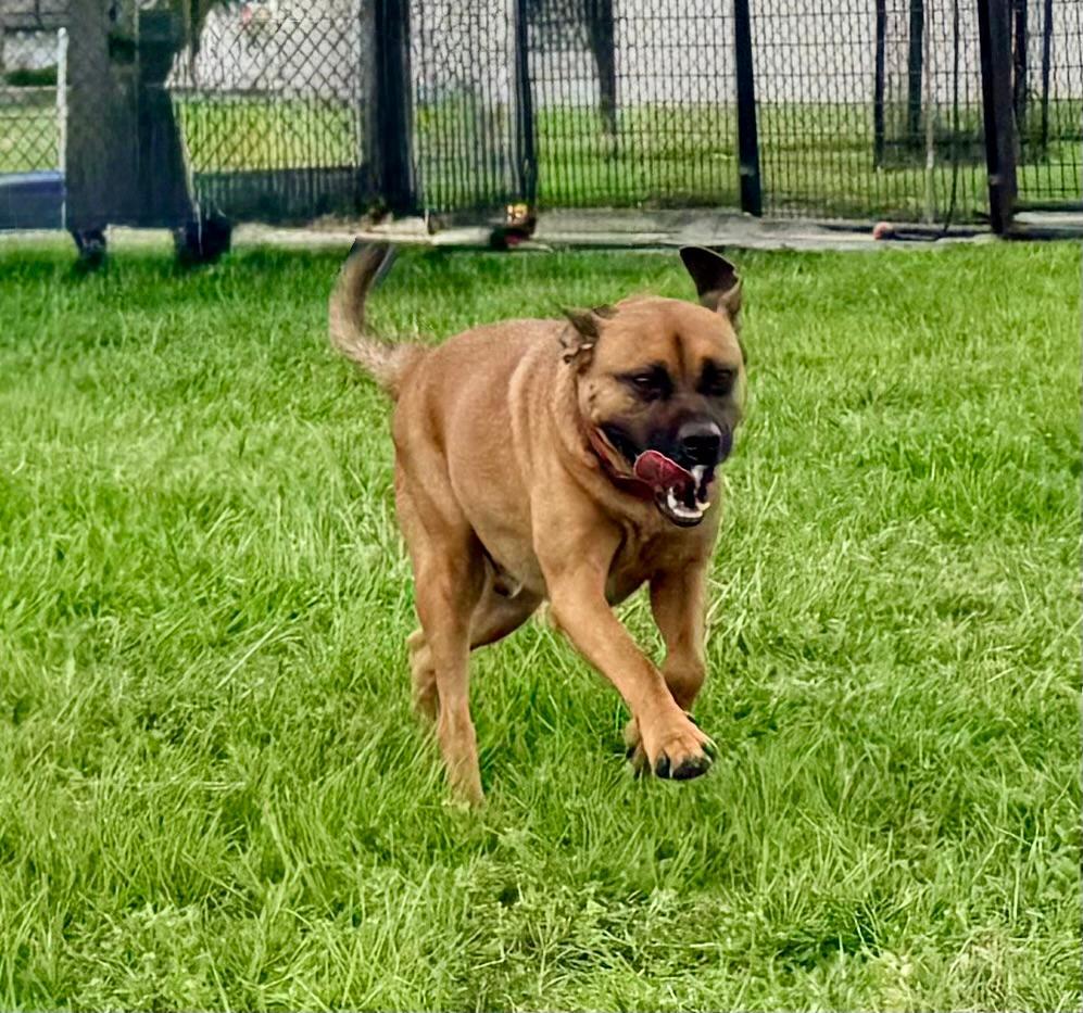 Jake, a ADOPTABLE Black Mouth Cur in Winter Haven, FL image 4/6
