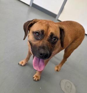 Jake, ADOPTABLE, Adult Male Black Mouth Cur.