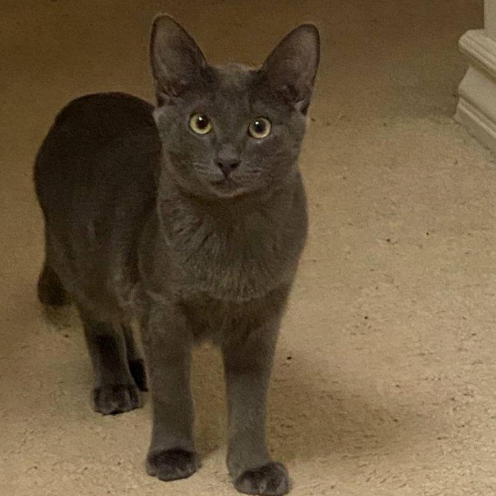 Sky, Adoptable, Adult Male Domestic Short Hair.