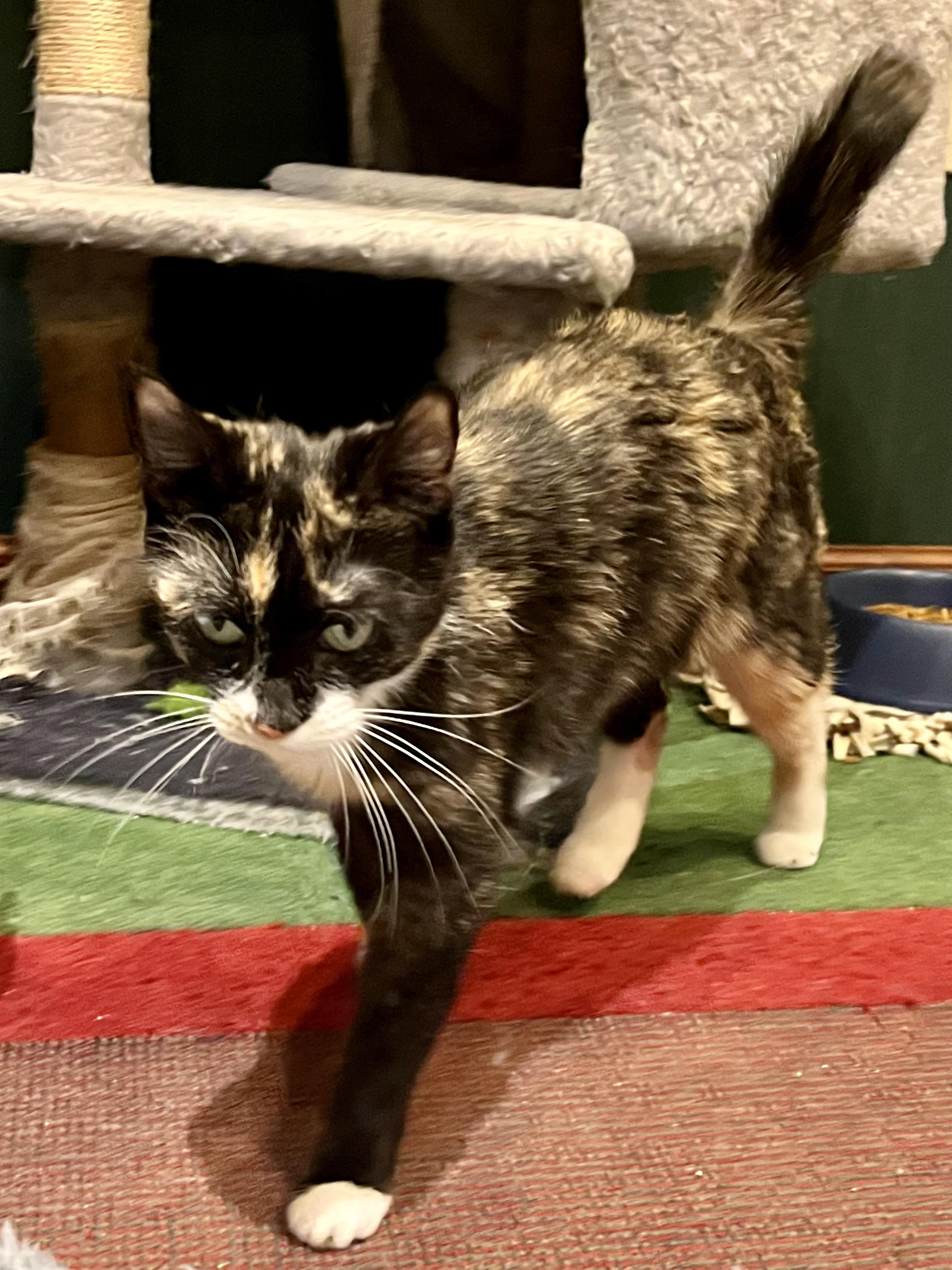 Enlarge Daisy, a ADOPTABLE Calico in Andover, CT image 6/6