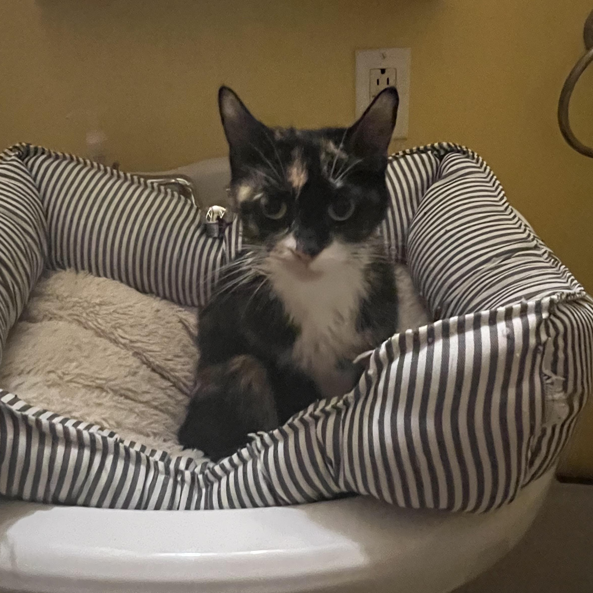 Enlarge Daisy, a ADOPTABLE Calico in Andover, CT image 5/6