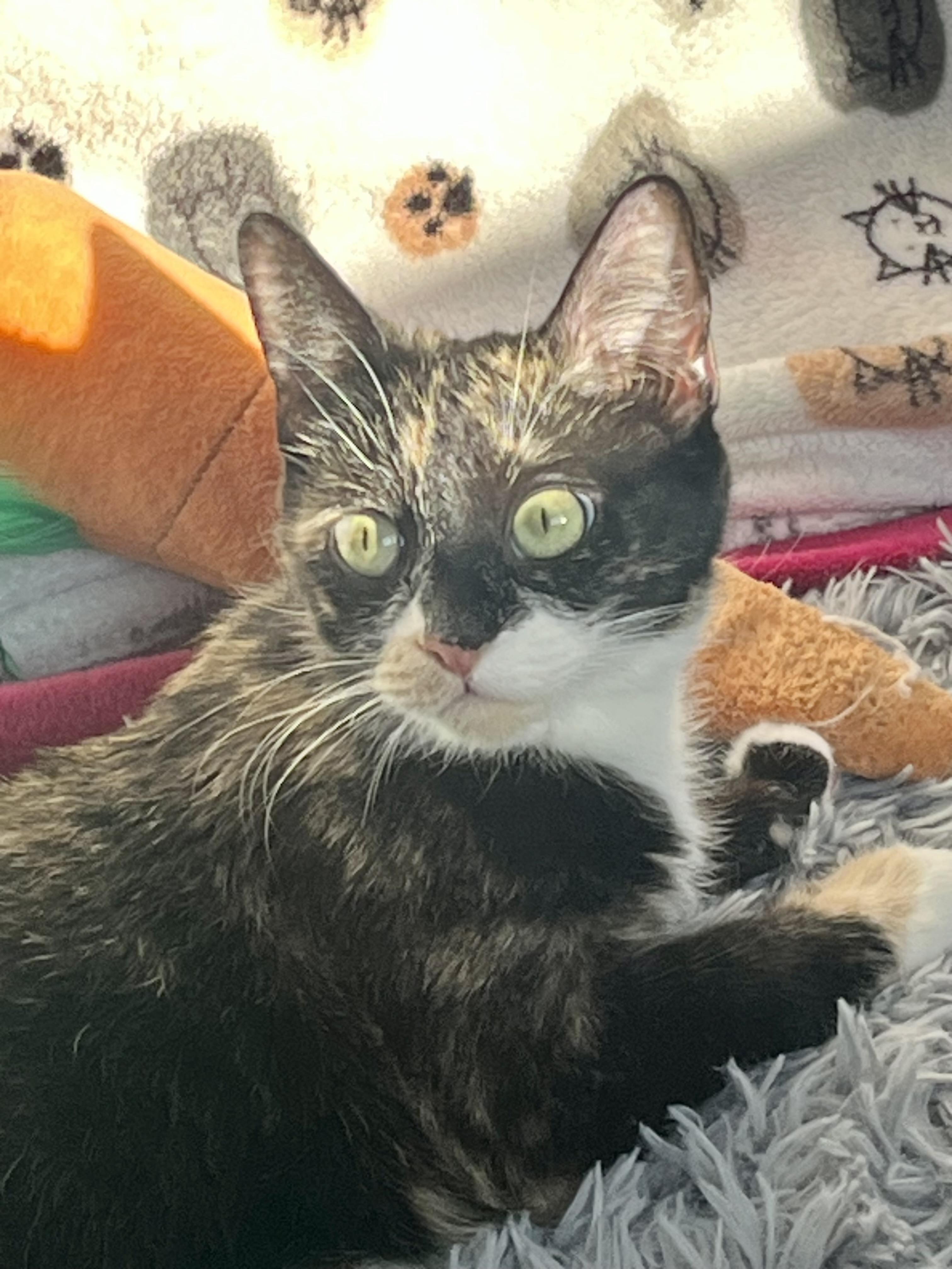 Enlarge Daisy, a ADOPTABLE Calico in Andover, CT image 3/6