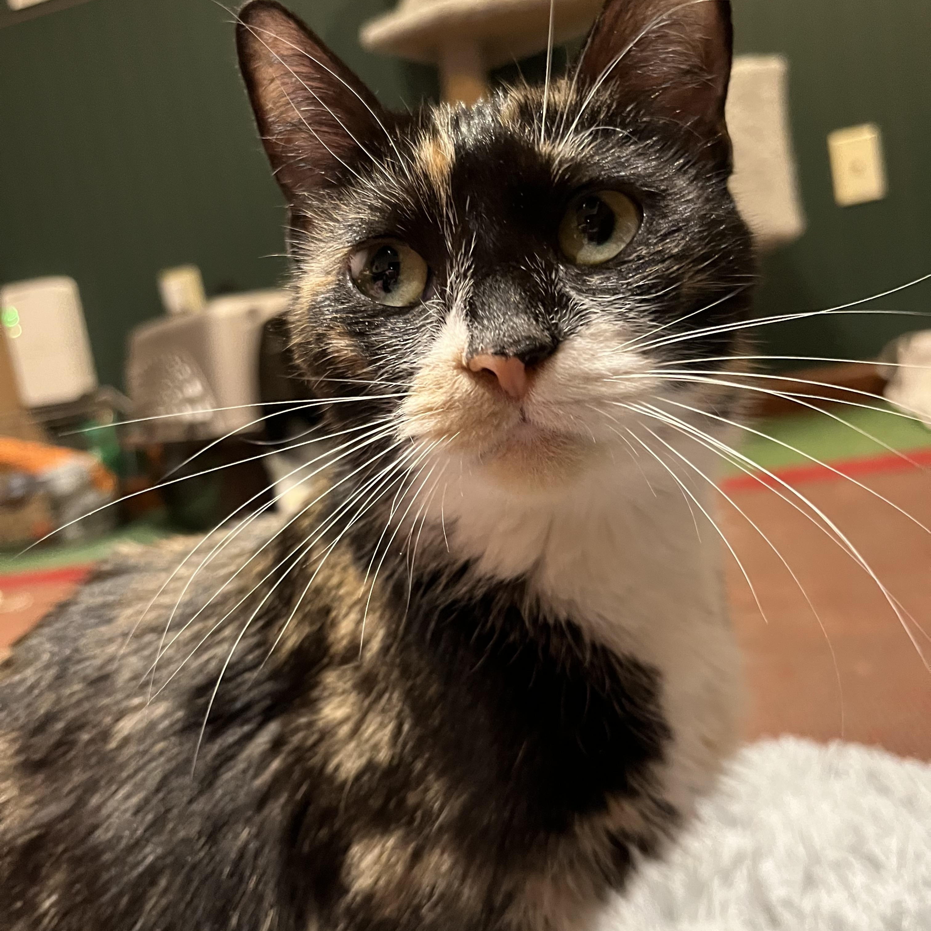 Enlarge Daisy, a ADOPTABLE Calico in Andover, CT image 2/6