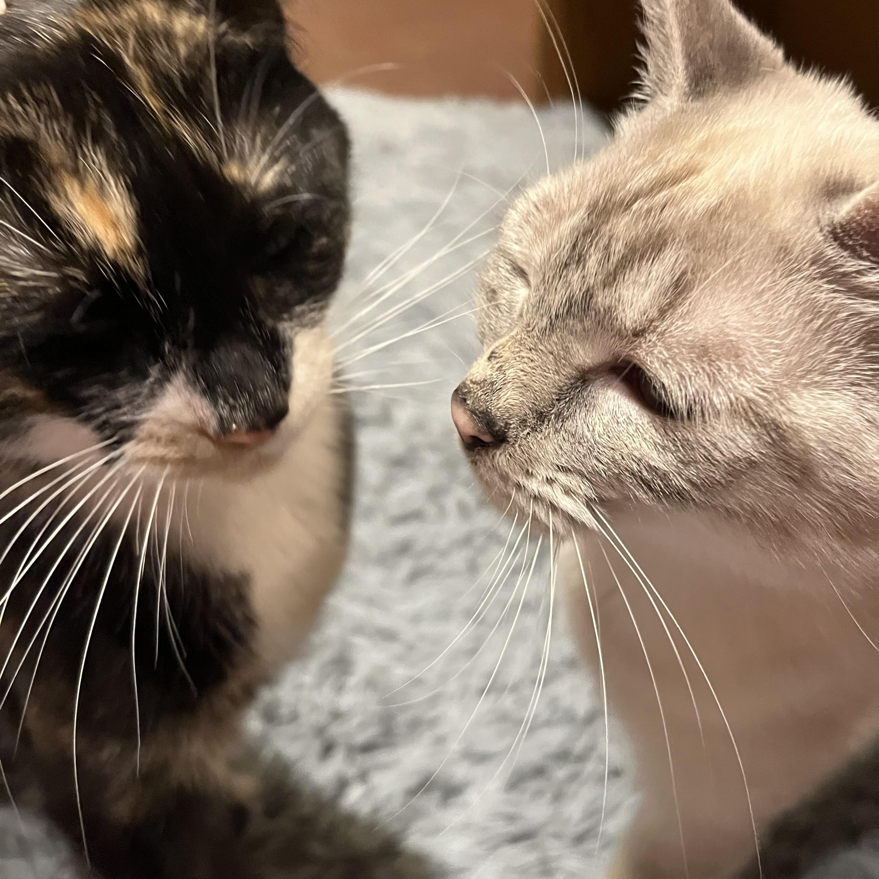 Enlarge Daisy, a ADOPTABLE Calico in Andover, CT image 4/6