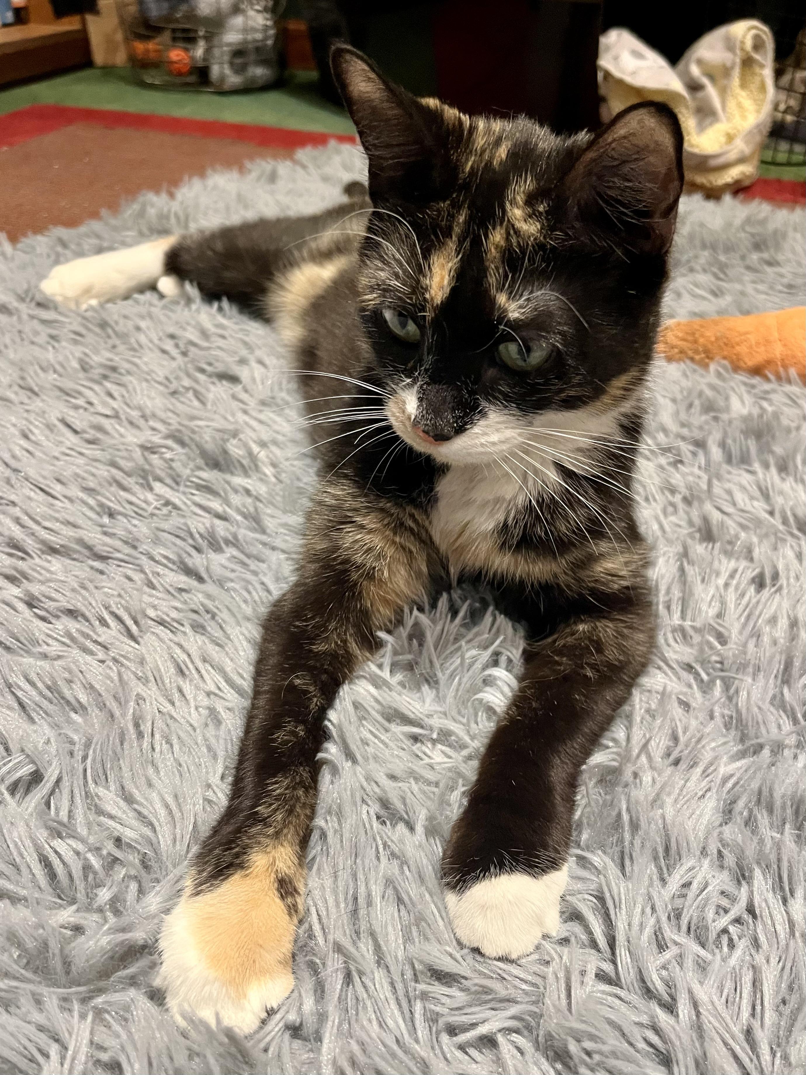 Daisy, ADOPTABLE, Young Female Calico.