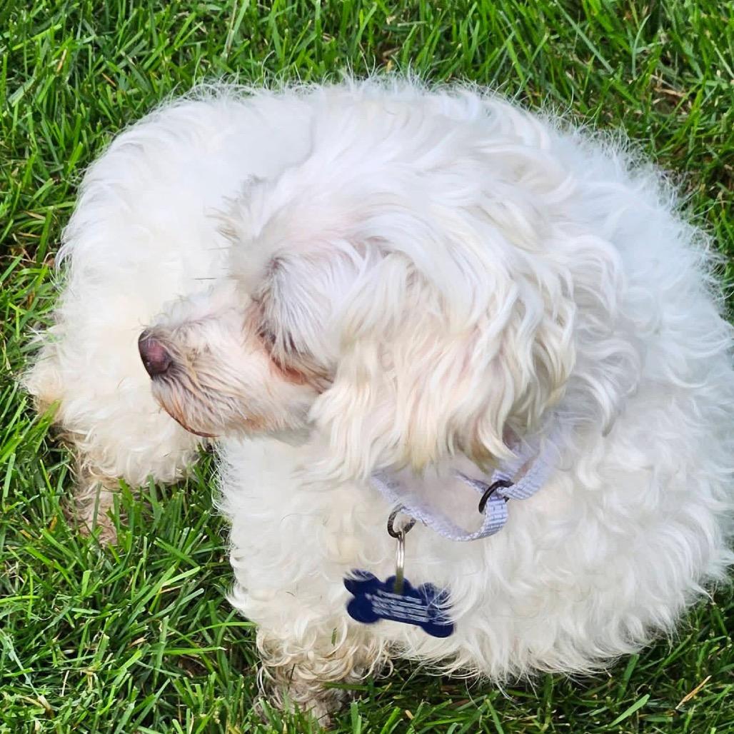 Linda, Adoptable, Adult Female Maltese & Maltese.