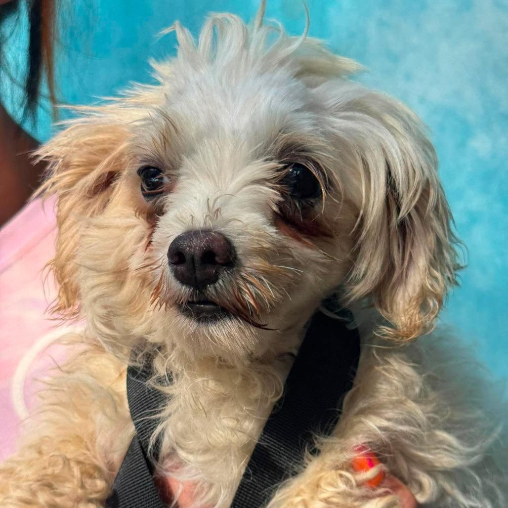 Linda, a Adoptable mixed breed in St. Charles, IL image 2/5